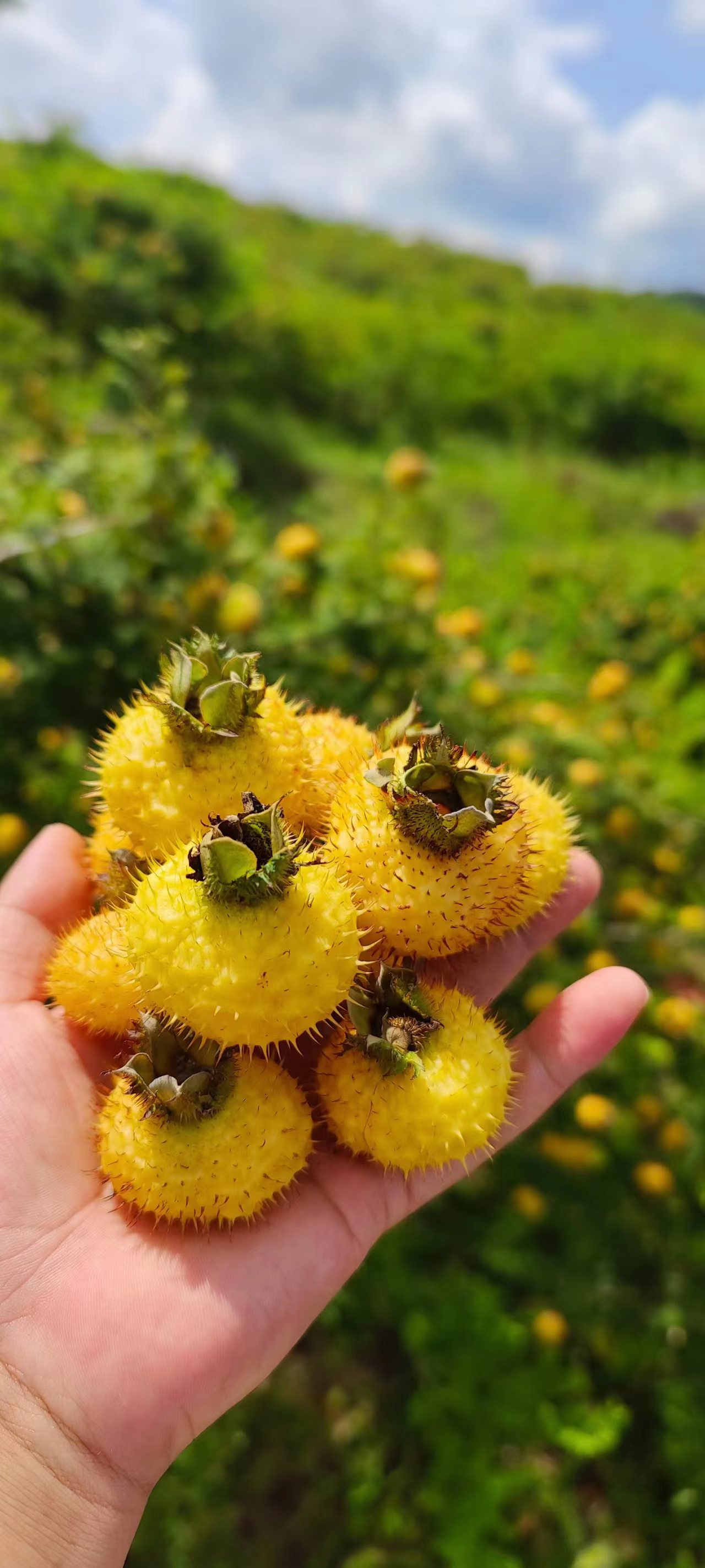 首先,选一颗新鲜的刺梨,剥去外皮,切成小块.