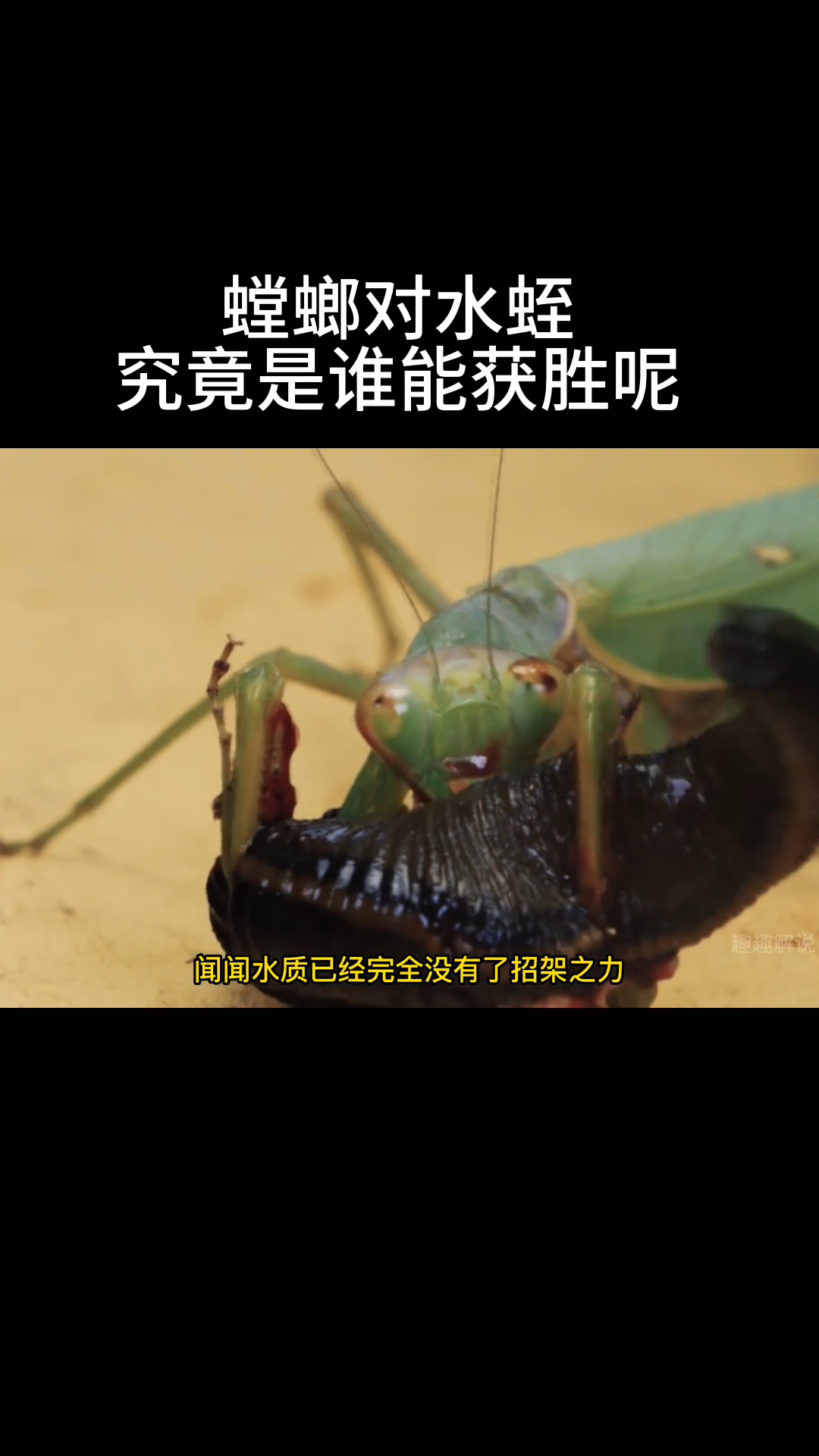 螳螂对水蛭,究竟是谁能获胜呢-度小视
