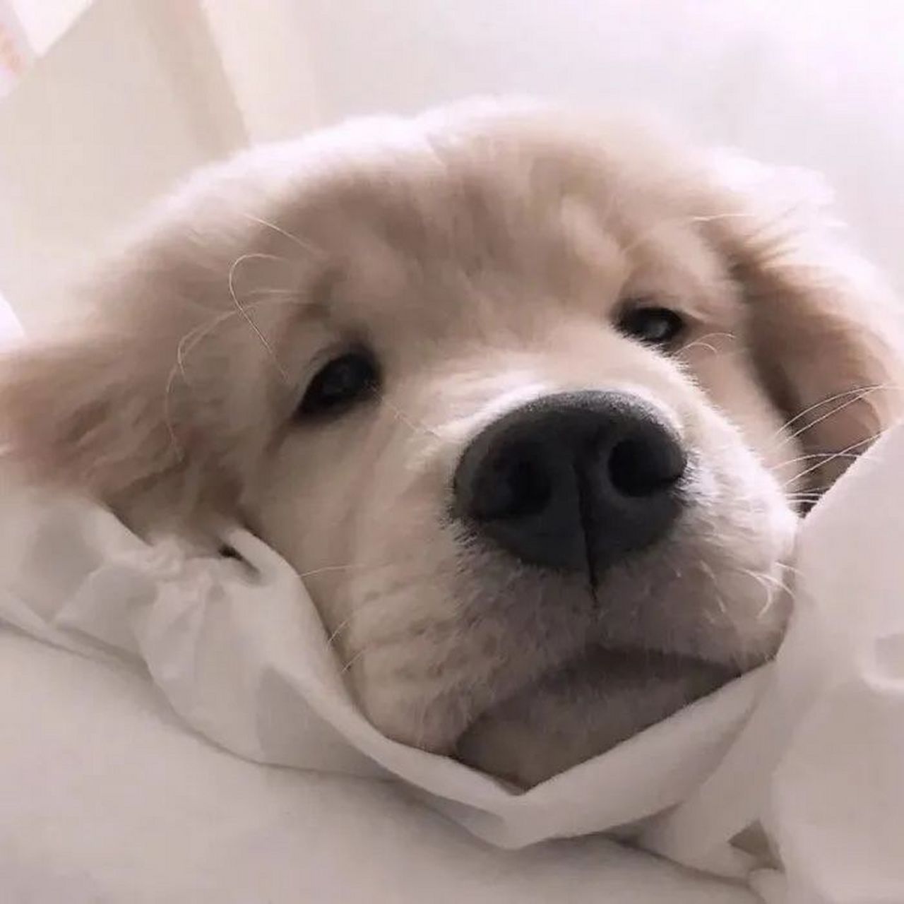 可爱的狗狗头像#头像#萌宠#狗狗