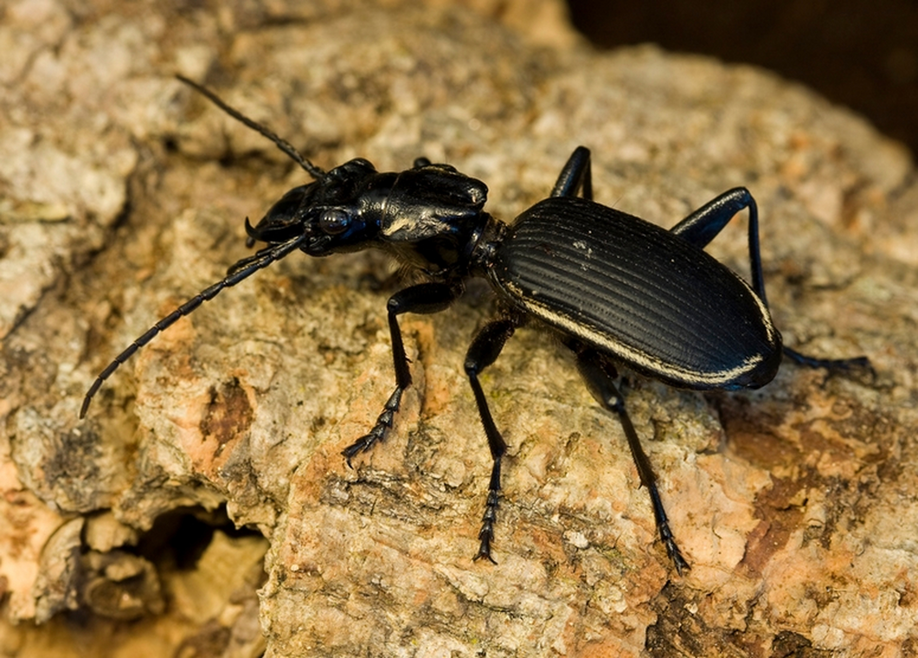 每天认识一种昆虫——双斑气步甲 双斑气步甲是甲虫家族最危险的成员