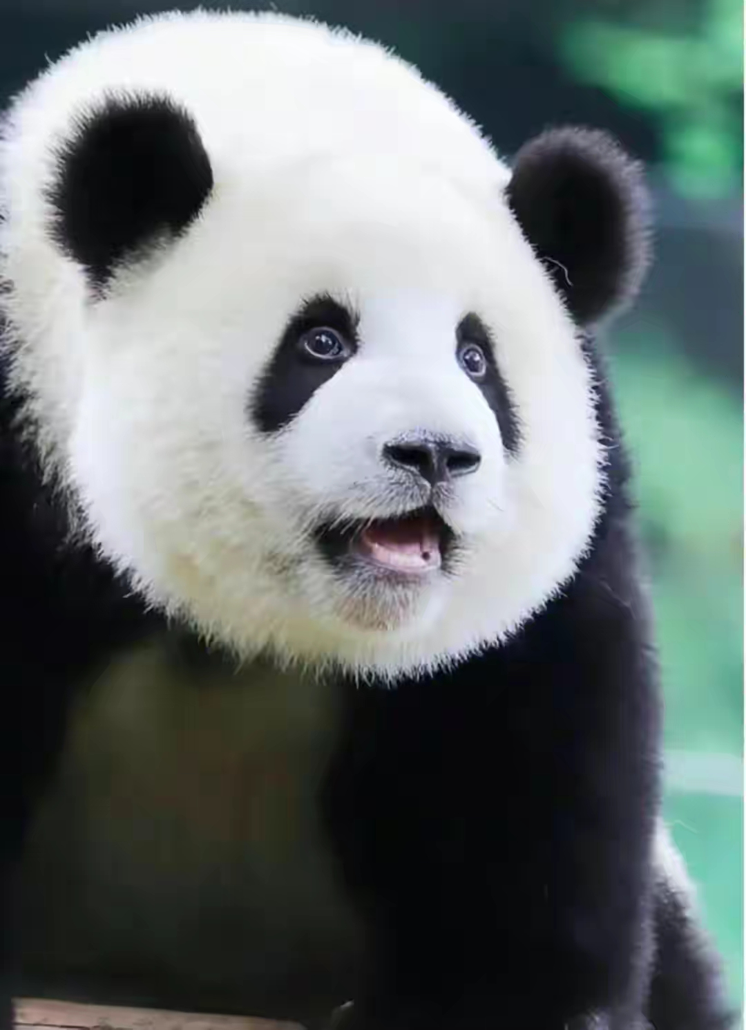 大熊猫顶流女明星花花的绯闻男友们你觉得和哪个最般配?