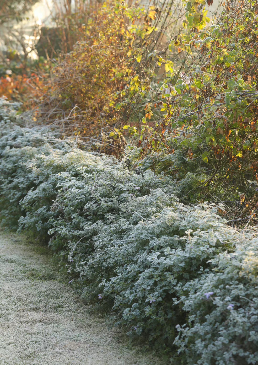 不怕冷的直立冰山,是冻红了脸颊的冰美人,在霜雪里绽放.