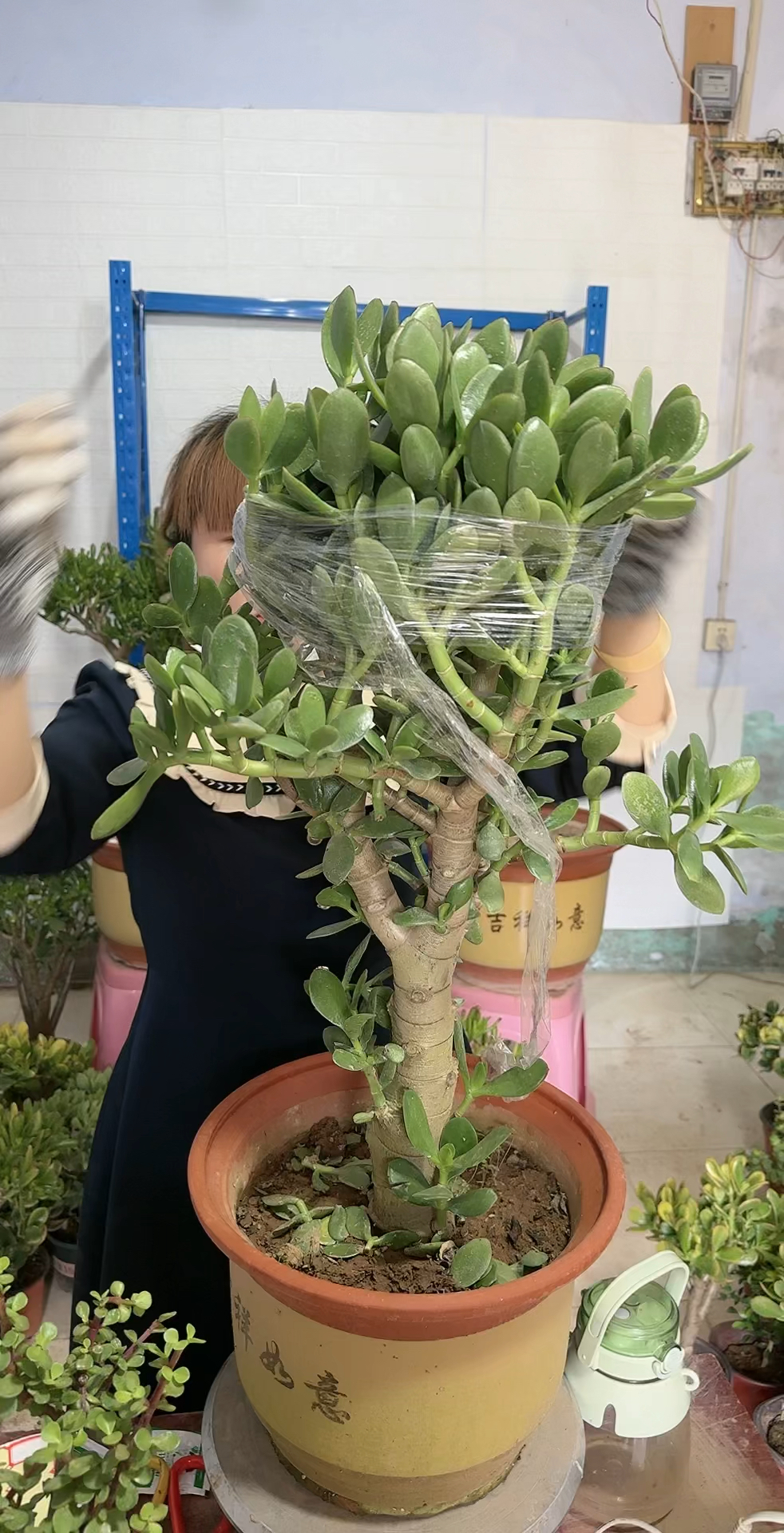 玉树老桩修剪独杆