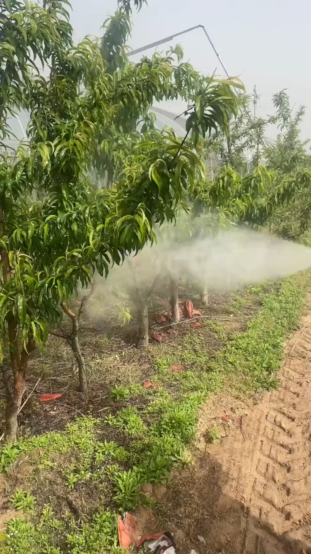 如何正确打药?#幸福乡村春耕季 #果树管理#桃树