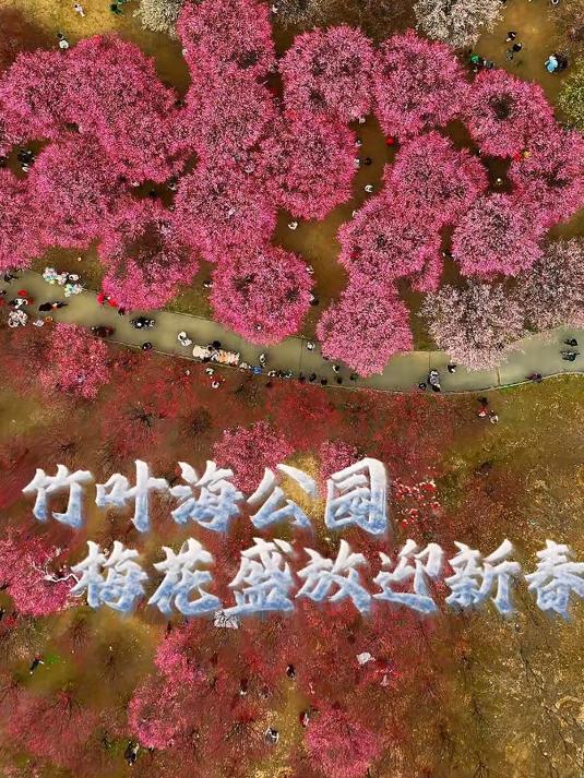 武汉竹叶海公园梅花盛放迎新春