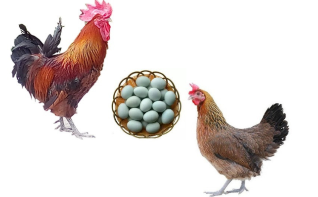 高产绿壳蛋鸡品种 高产绿壳蛋鸡品种有哪些