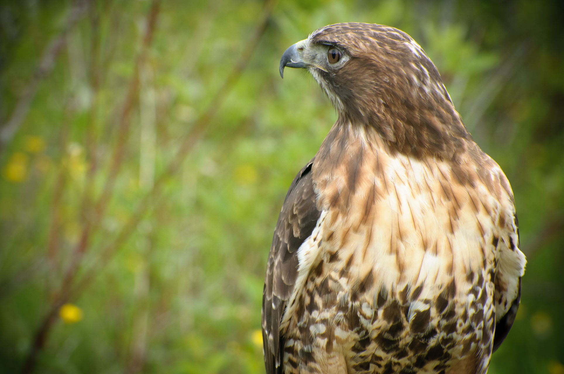 動物# 紅尾鷥,鷥讀音為kuáng,redtailed hawk,分