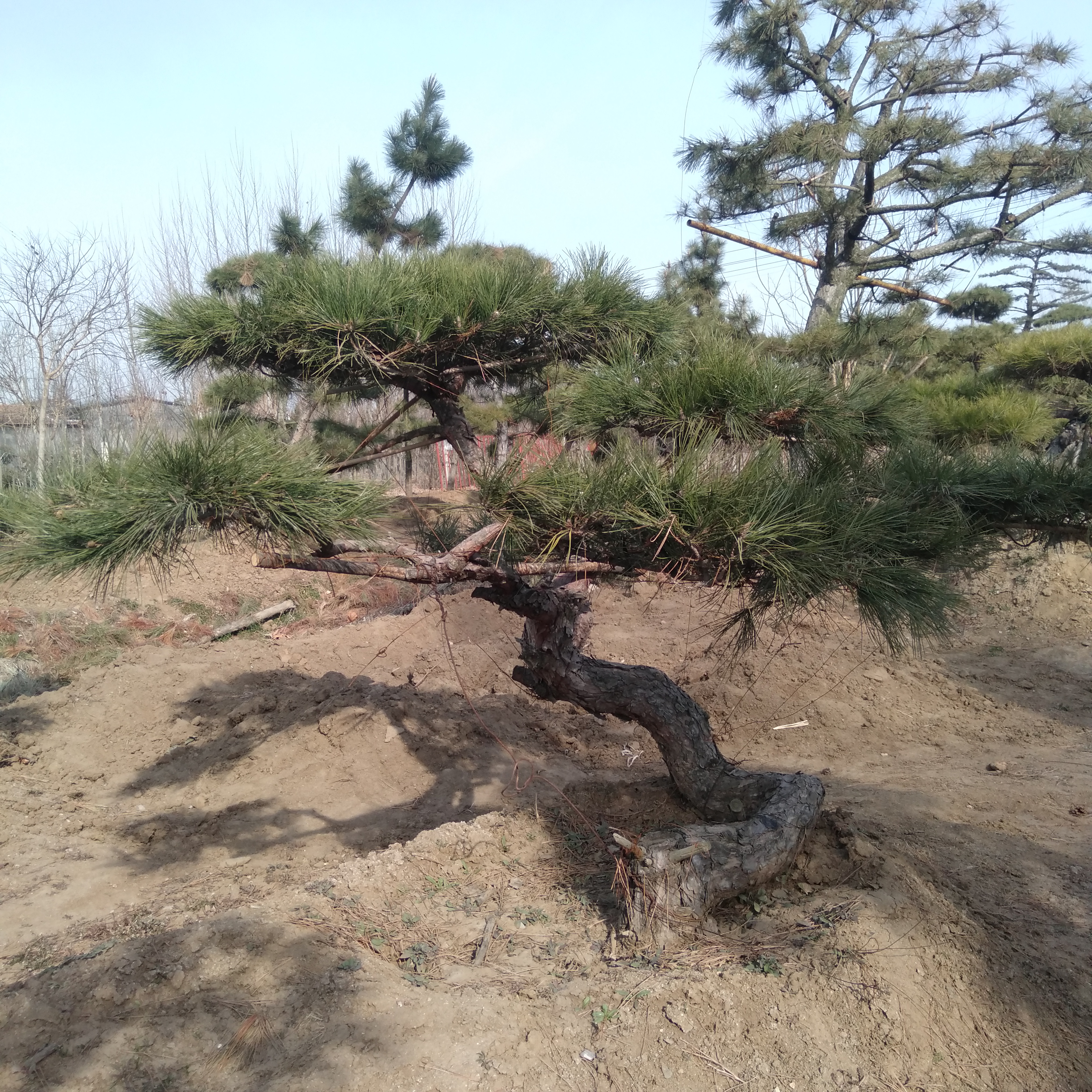 山采老桩黑松盆景