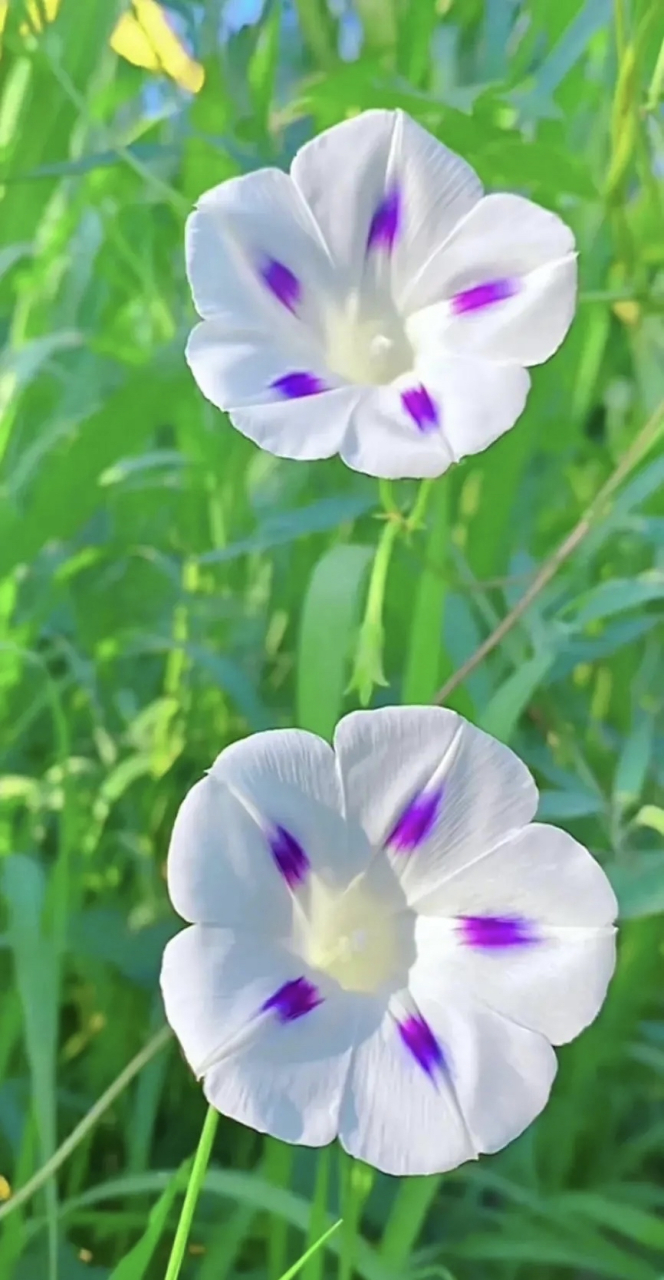 男人要想不短命一定要戒掉这8点 1不吃青菜专吃肉 2整天饮料当水喝 3