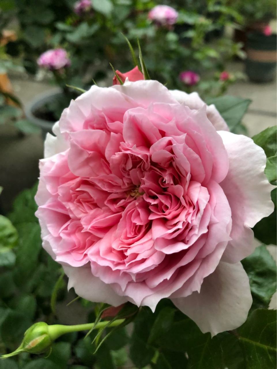 月季花—粉哈娜.