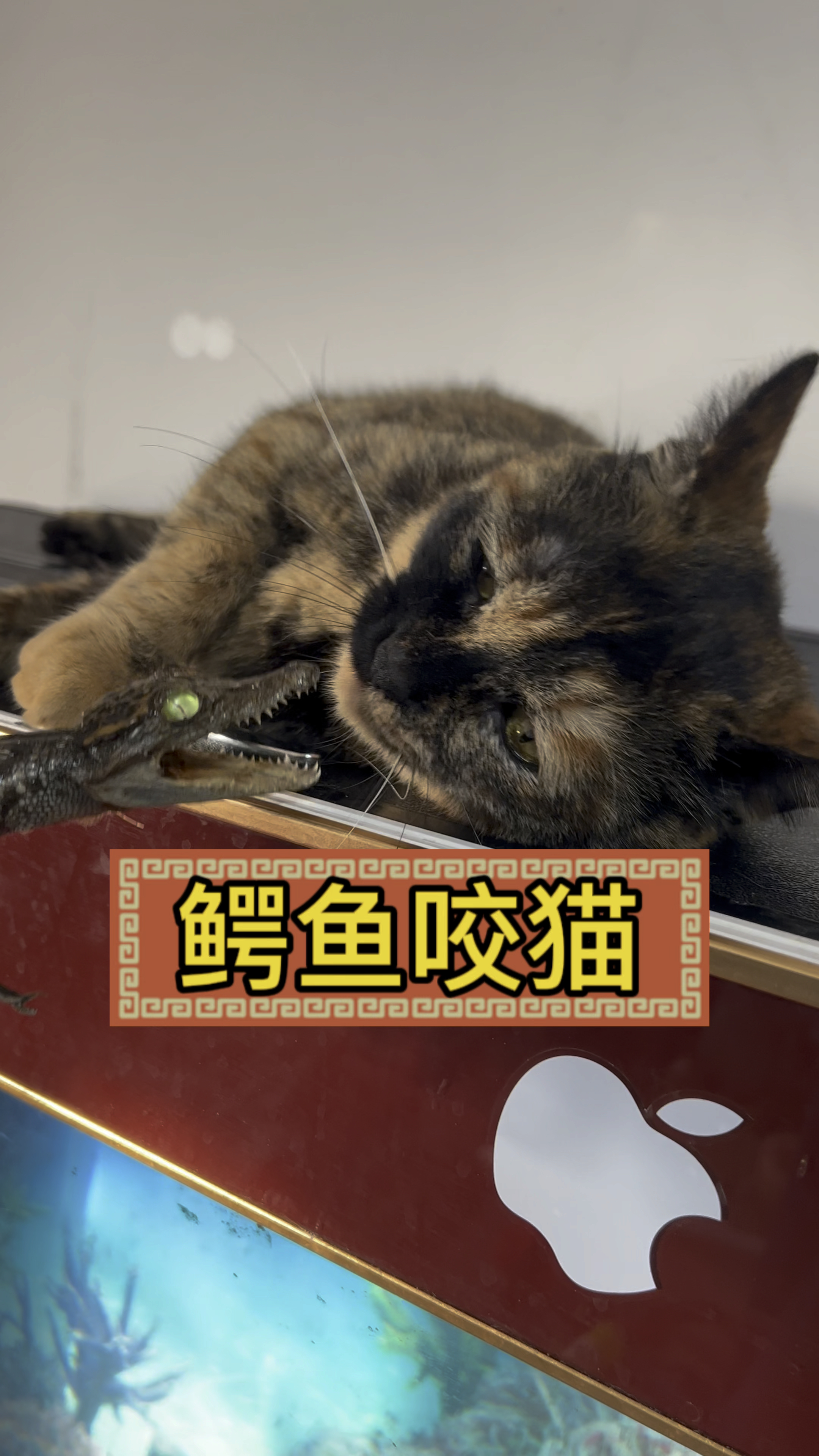 猫被鳄鱼玩具咬表情包图片