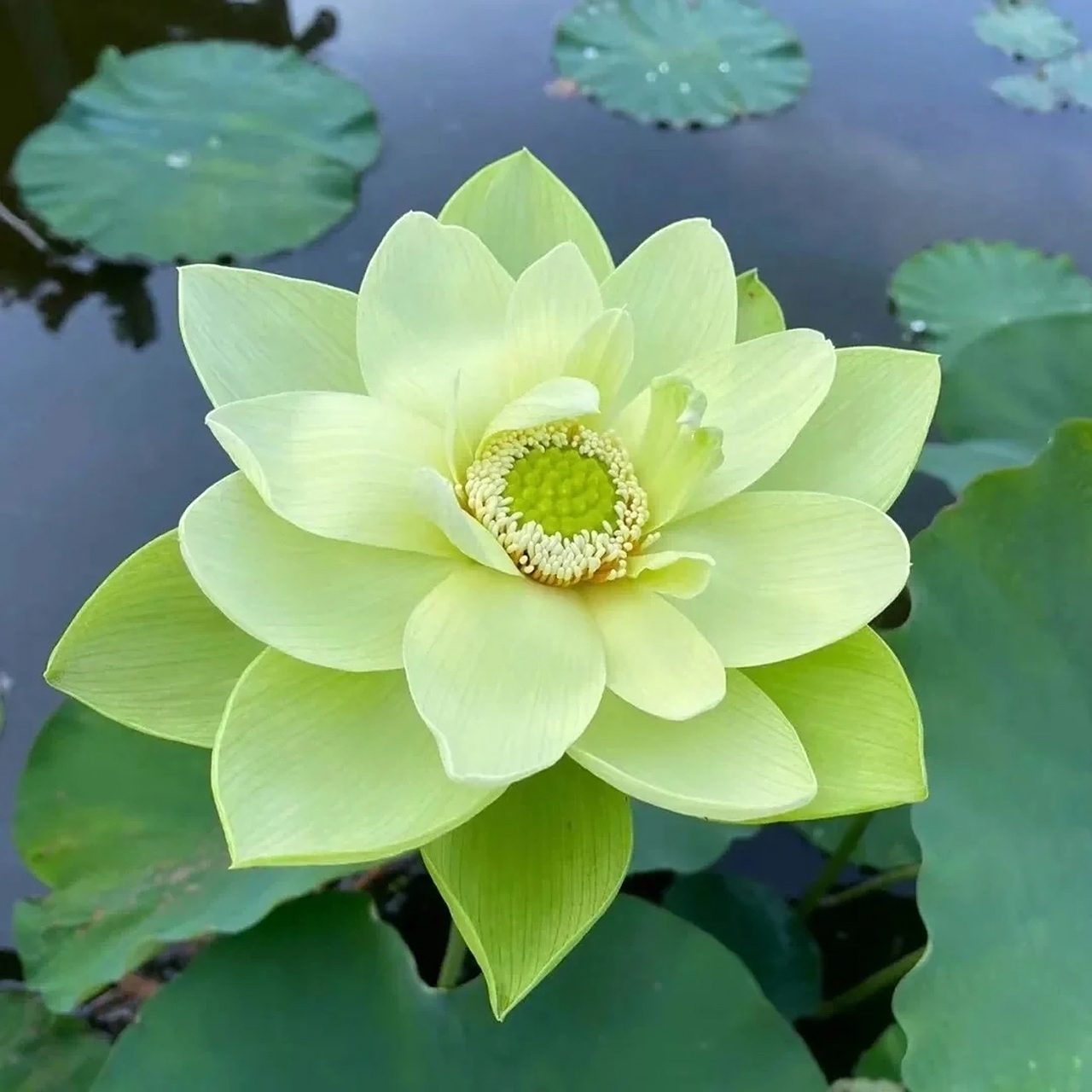 赚钱是成年人最大的体面#头像#  分享长辈们最爱的荷花03头像