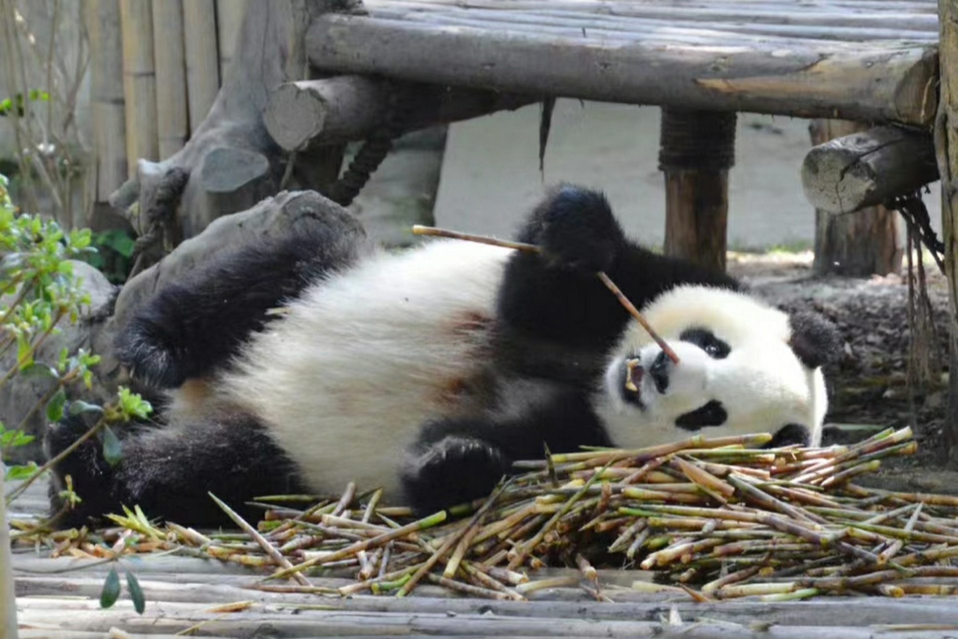 喜欢躺着干饭的淼淼公主9499(陈女士好闺蜜,谭爷爷的心上熊)