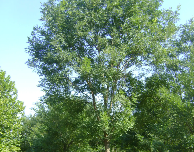 槐树和榆树有什么区别?