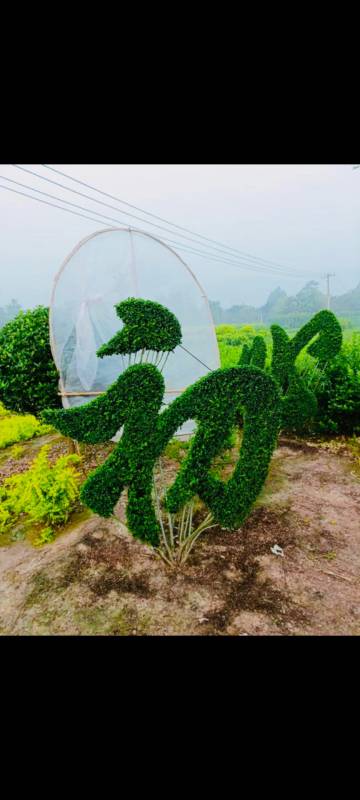 不忘初心牢记使命植物造型字火热出圃,可定制各种字体和尺寸大小-度小