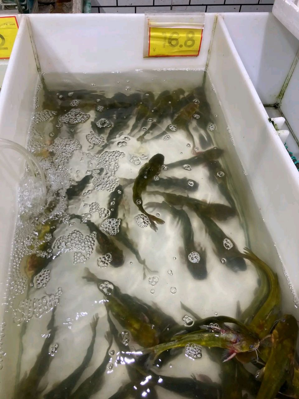 昨天下班后,我和老公去超市买黄辣丁鱼,16.
