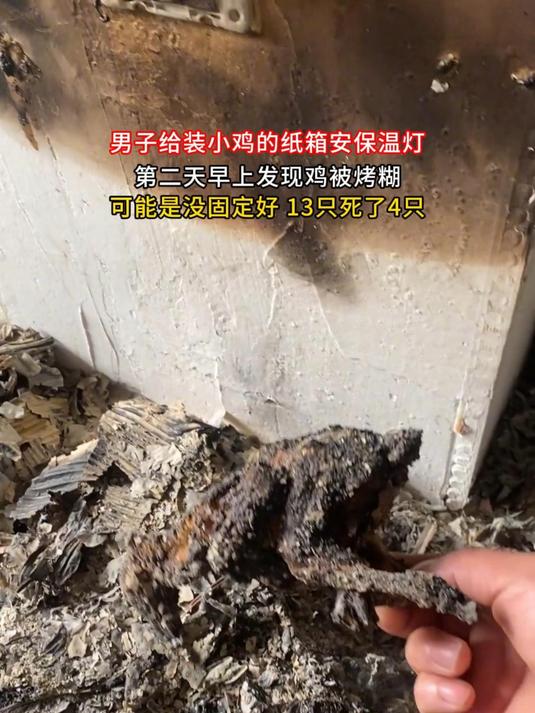 男子给装小鸡的纸箱安保温灯,第二天早上发现鸡被烤糊