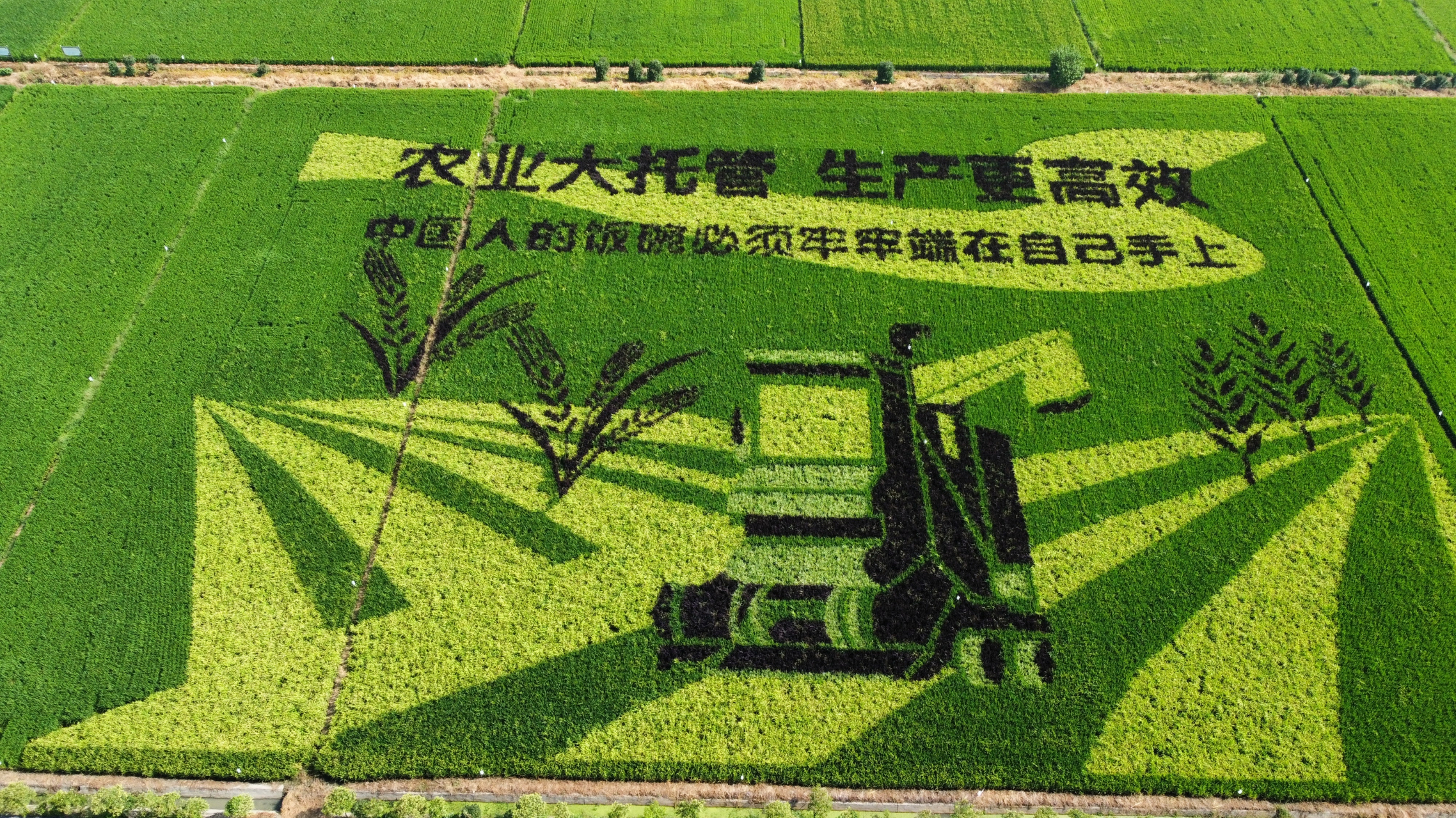 寿县稻田画,航拍记录最美时光#我的旅行日记