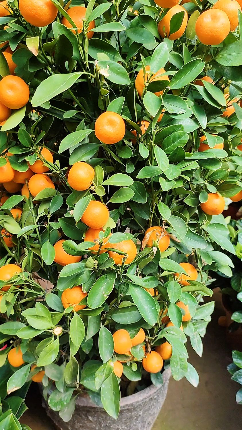 金橘树春天这样养护,生长旺盛,挂果时间长