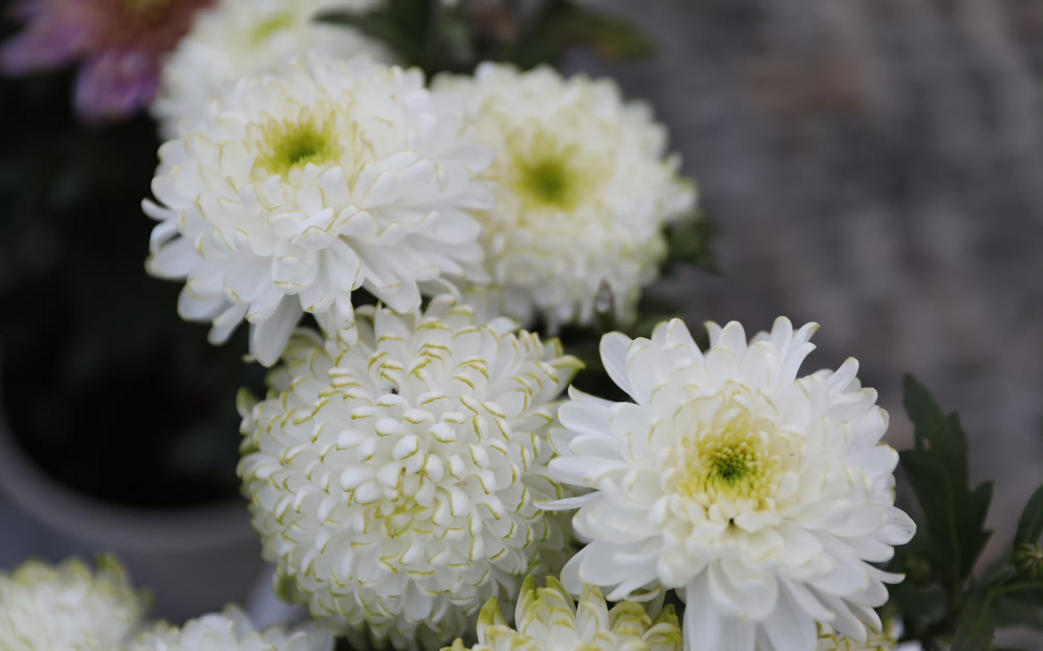 今天给花友们带来清新淡雅的天赞菊~它是菊花里的一个新品种,株型小巧