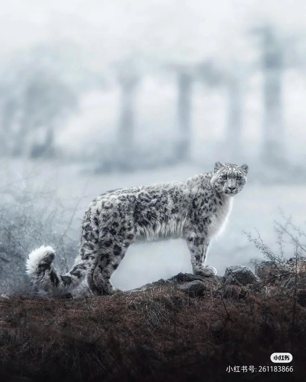 山中幽灵,白色的雪豹,霸气十足