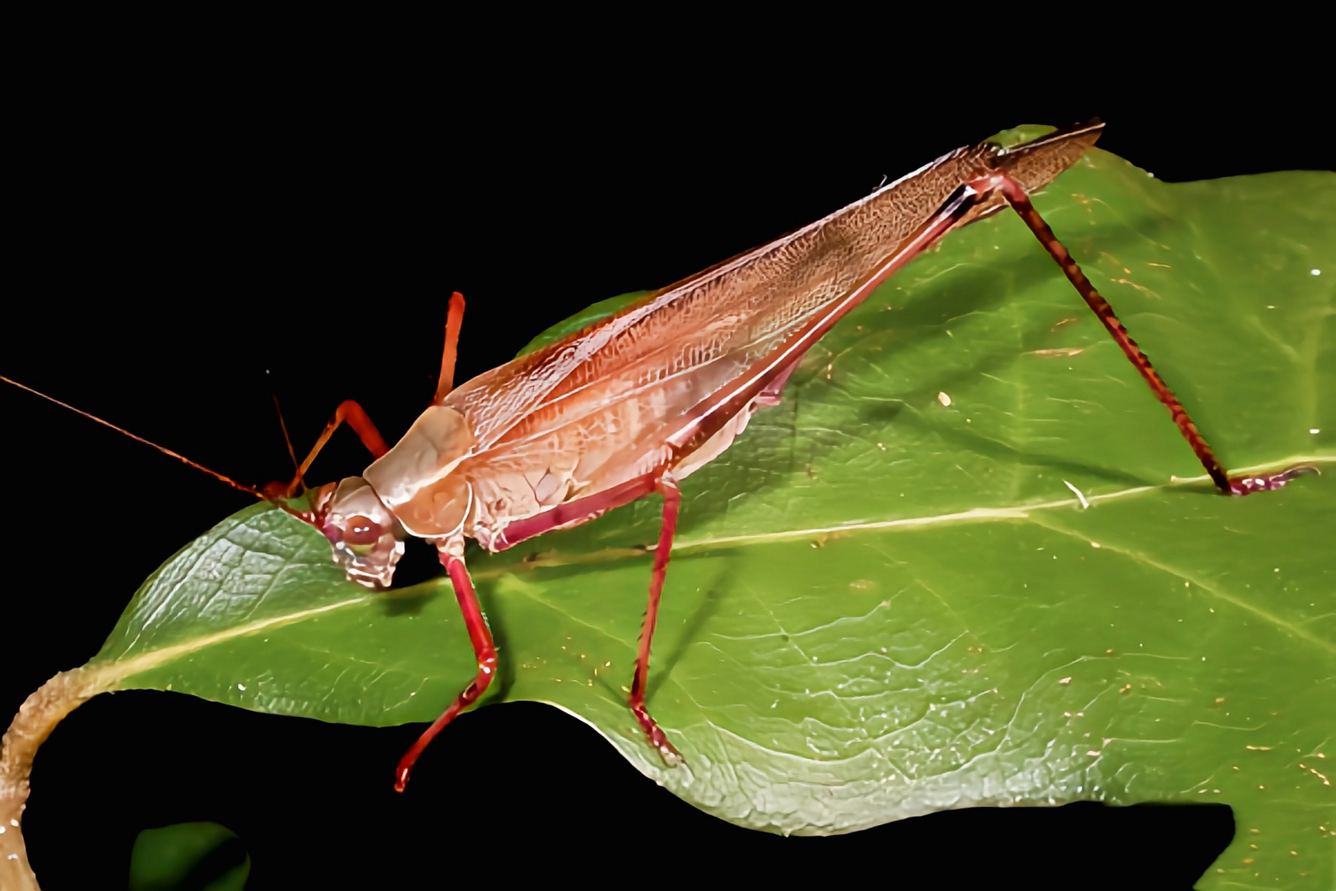每天认识一种昆虫——叉尾灌丛树上螽 叉尾灌丛树螽原产于北美洲美国