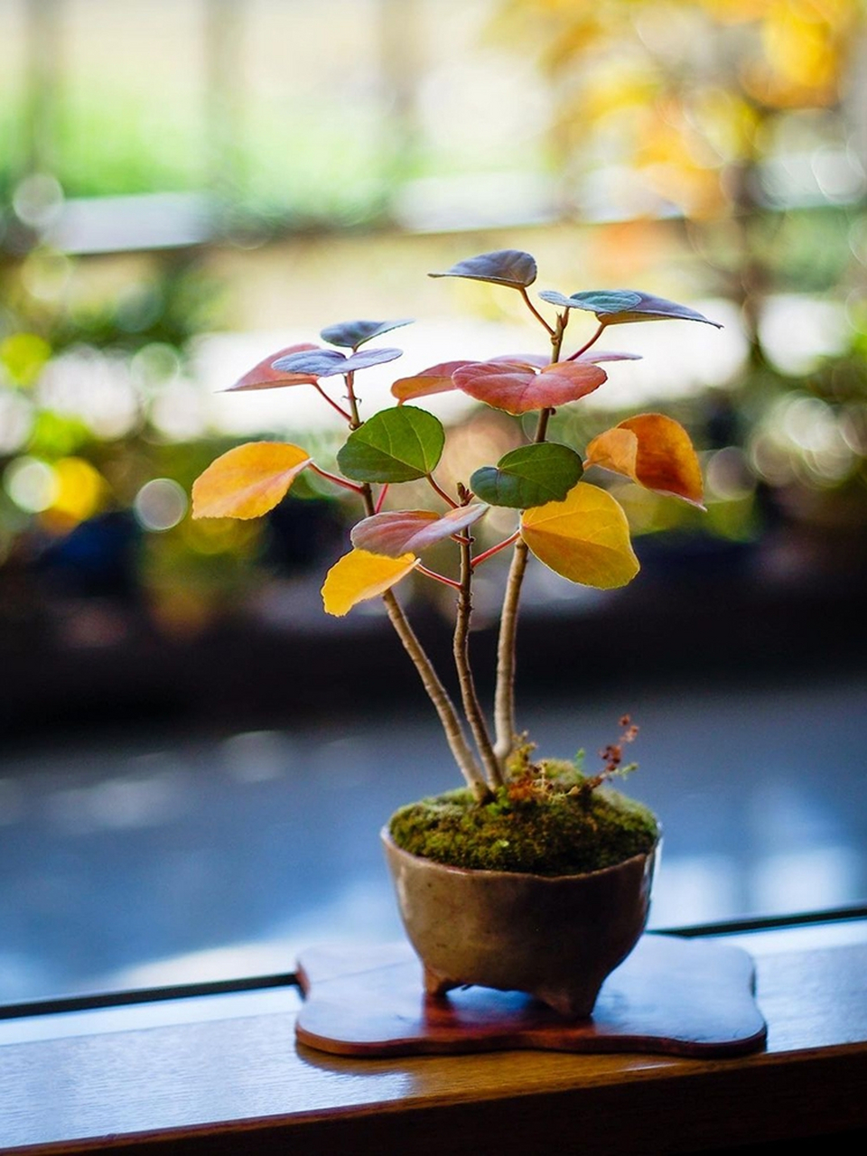 日本浜朴 ハマボウ 滨朴 观叶掌上小品盆栽书桌室内阳台绿植盆景