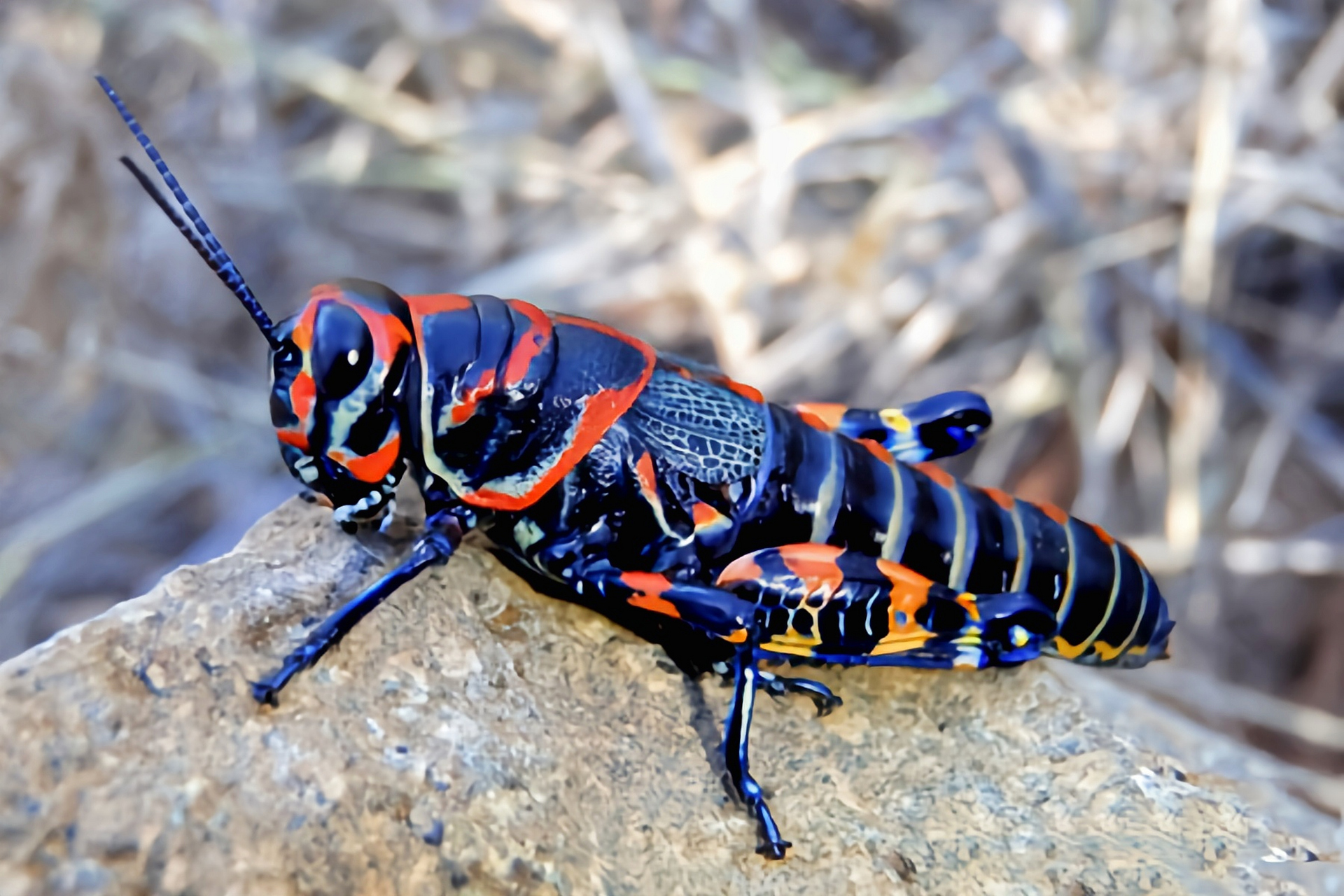 每天认识一种昆虫——彩虹蝗虫 彩虹蝗虫又油彩蝗虫,体长2-3.