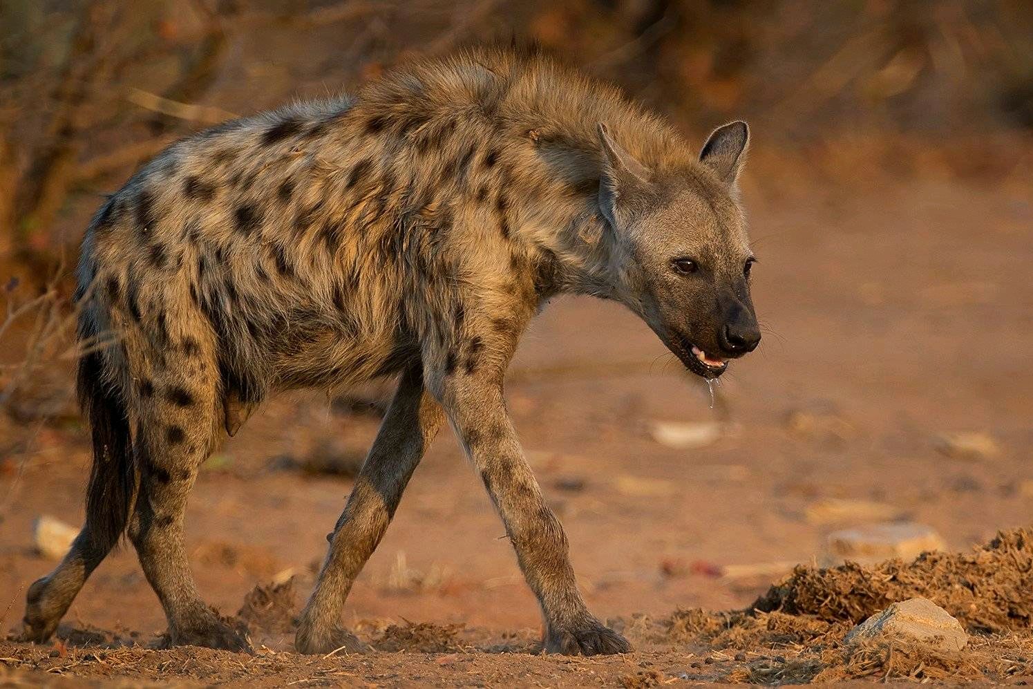 号称非洲二哥的斑鬣狗到底有多猛?为什么连狮子都怕它?