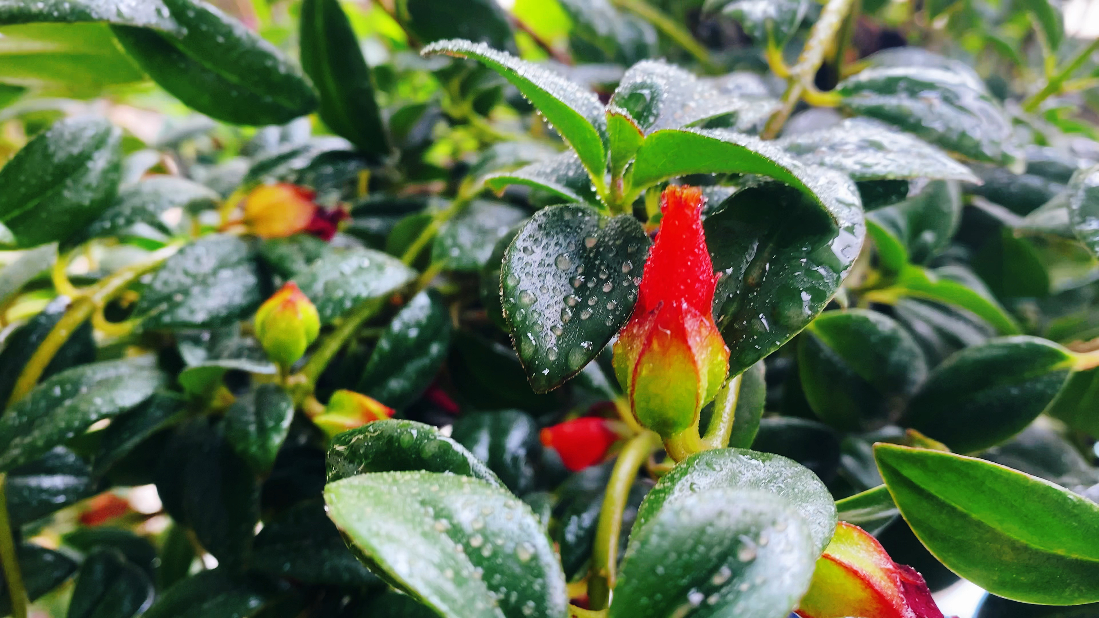 高温季节如何养殖好金鱼花?