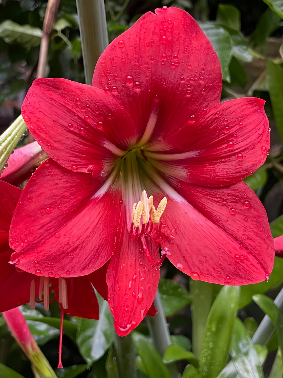 这个花是不是朱顶红,第一次见,看起来娇艳欲滴的,听说此花有毒哎!