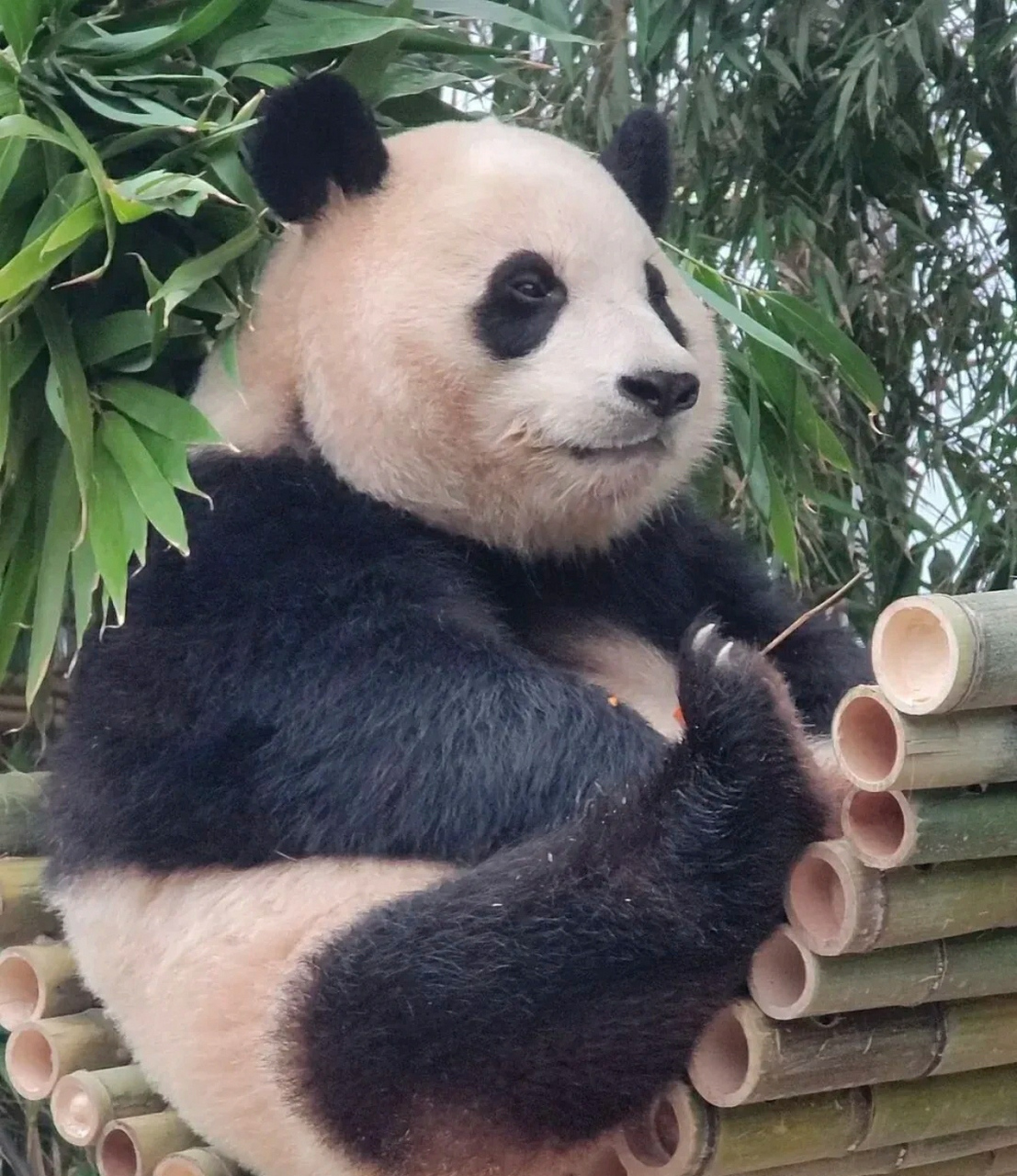 熊猫福宝的氛围感照片