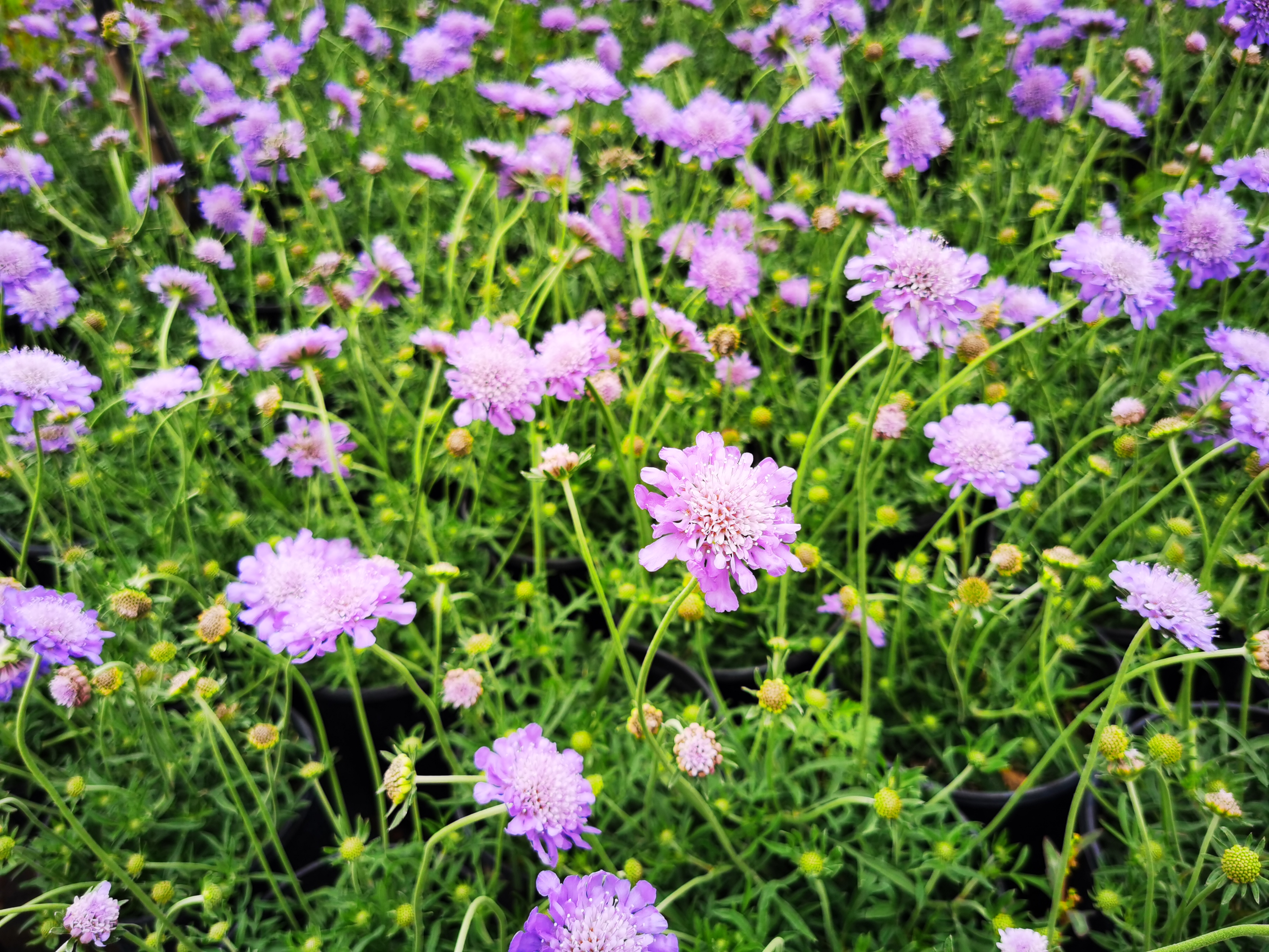 时令草花图片大全图片