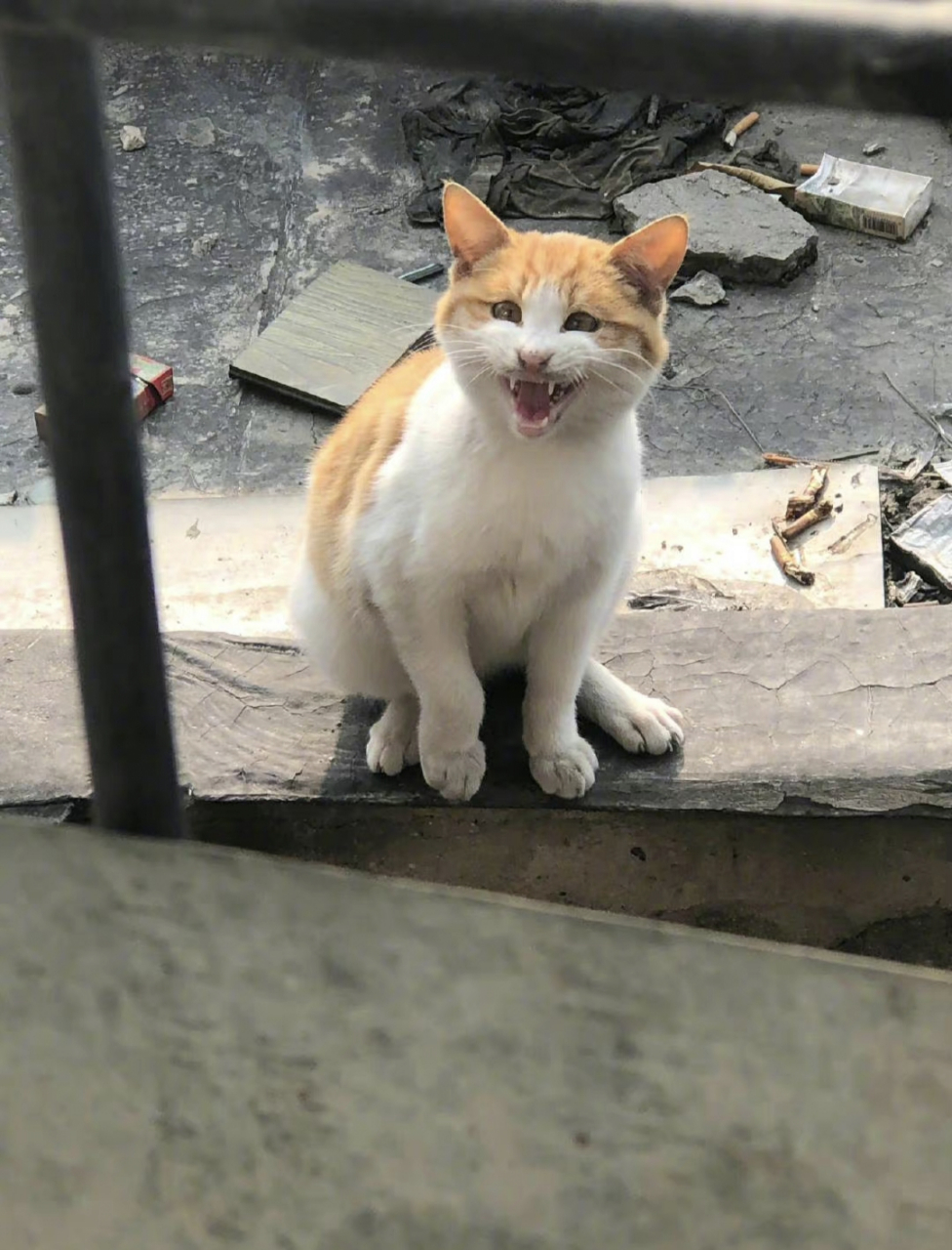 可爱的流浪猫小橘子越来越可爱了!
