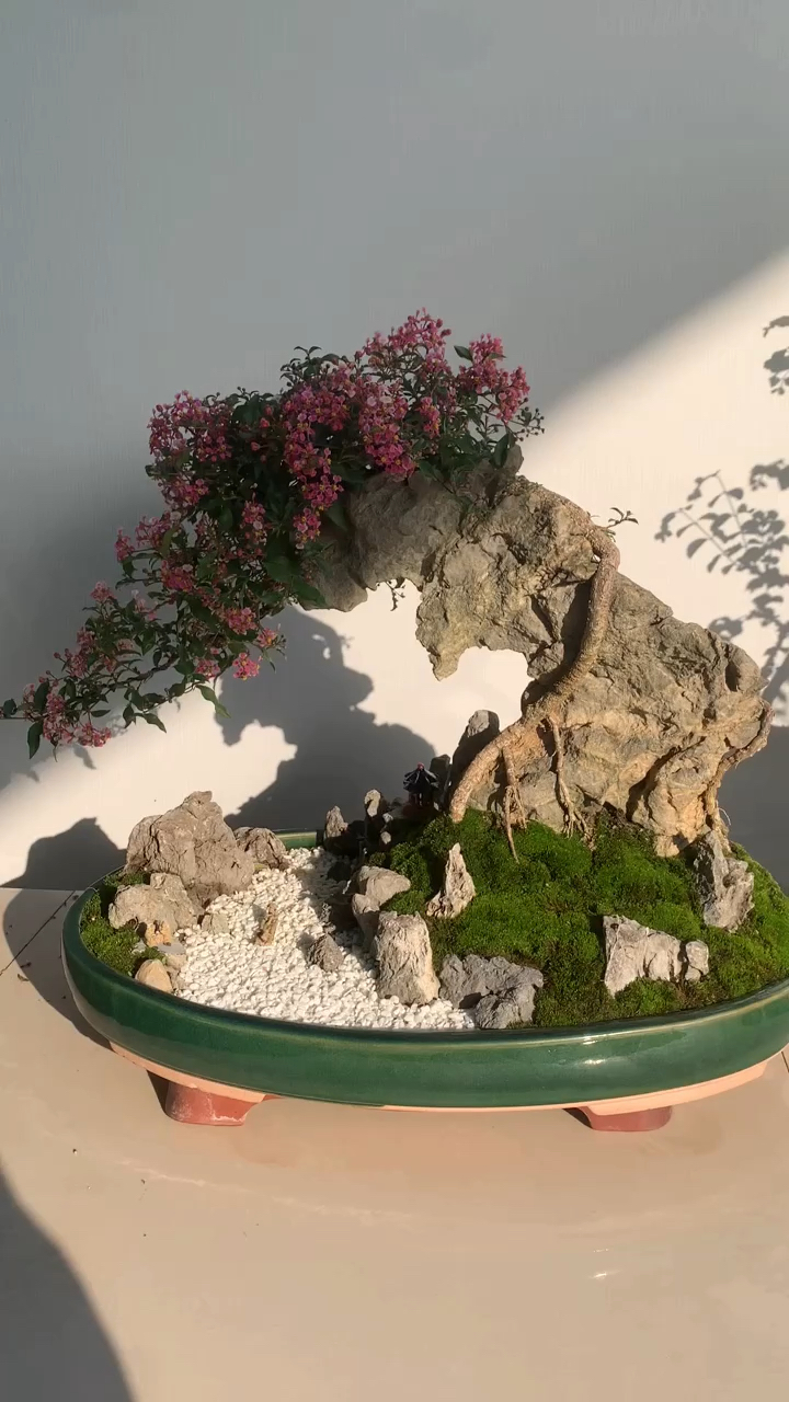 附石李氏樱桃盆景,令人爱不忍释-度小视