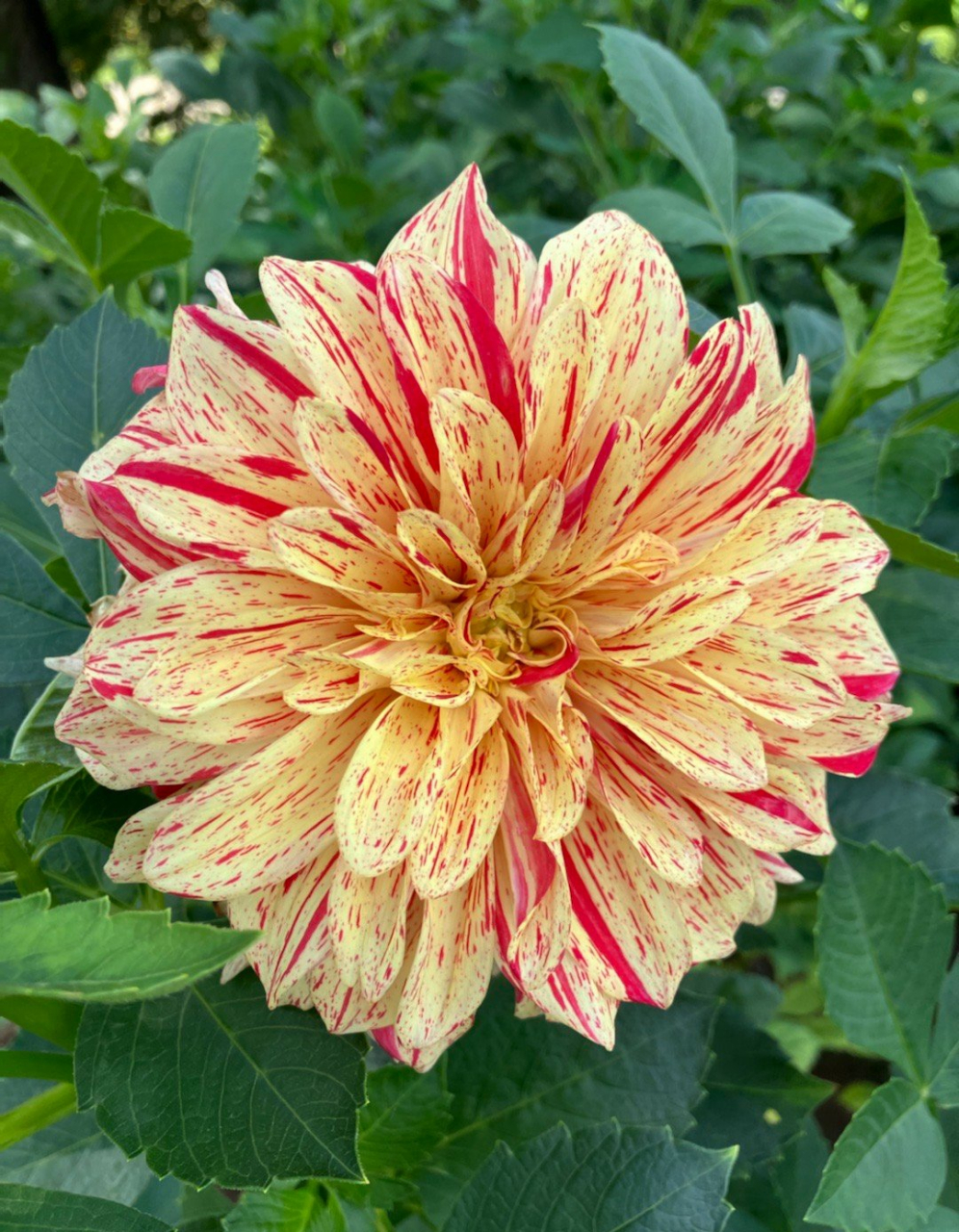 沈阳世博园(沈阳植物园)大丽花展,我丈夫管它叫"二乔大丽花",因为有一