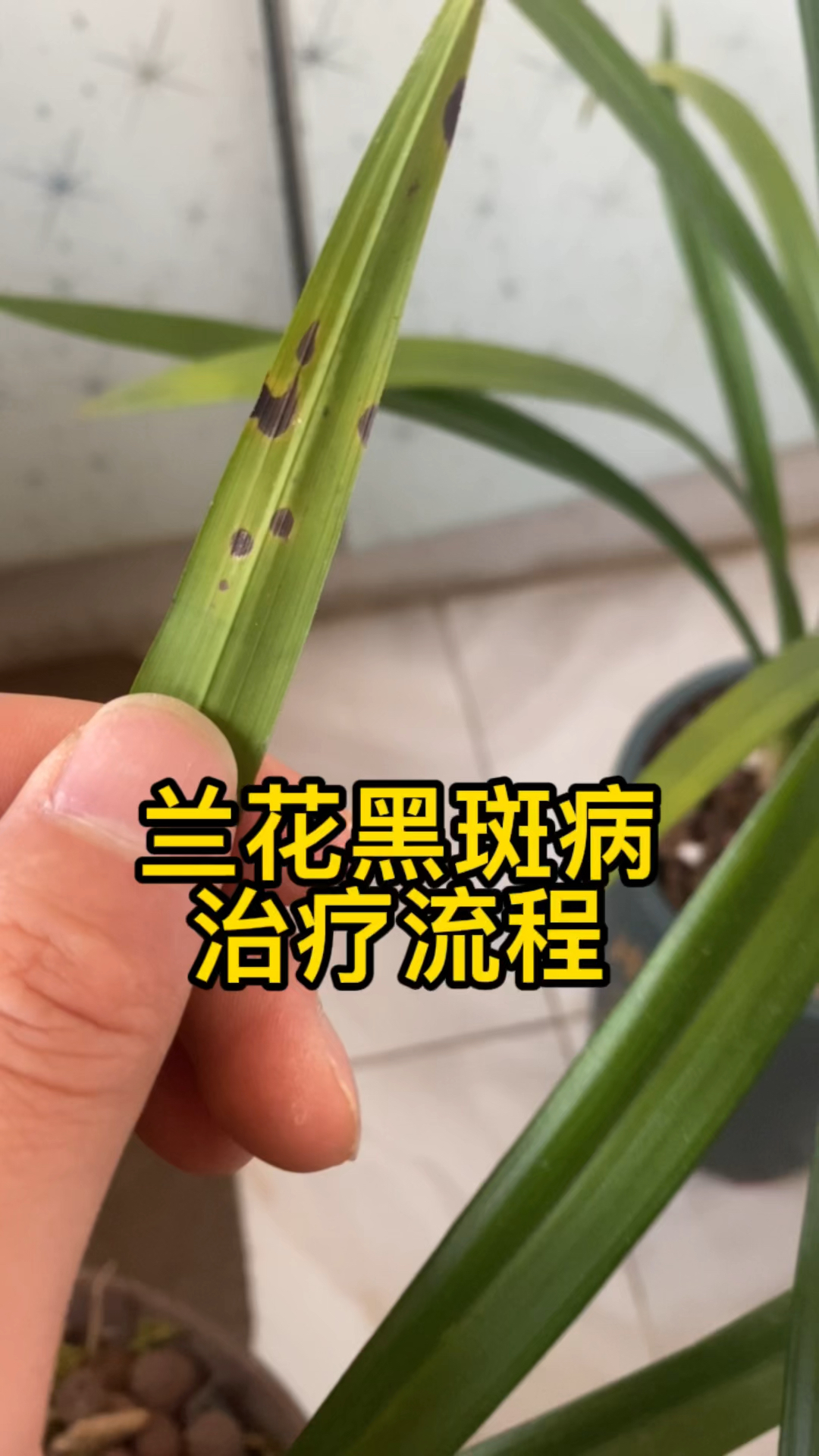 蘭花黑斑病治療流程實驗