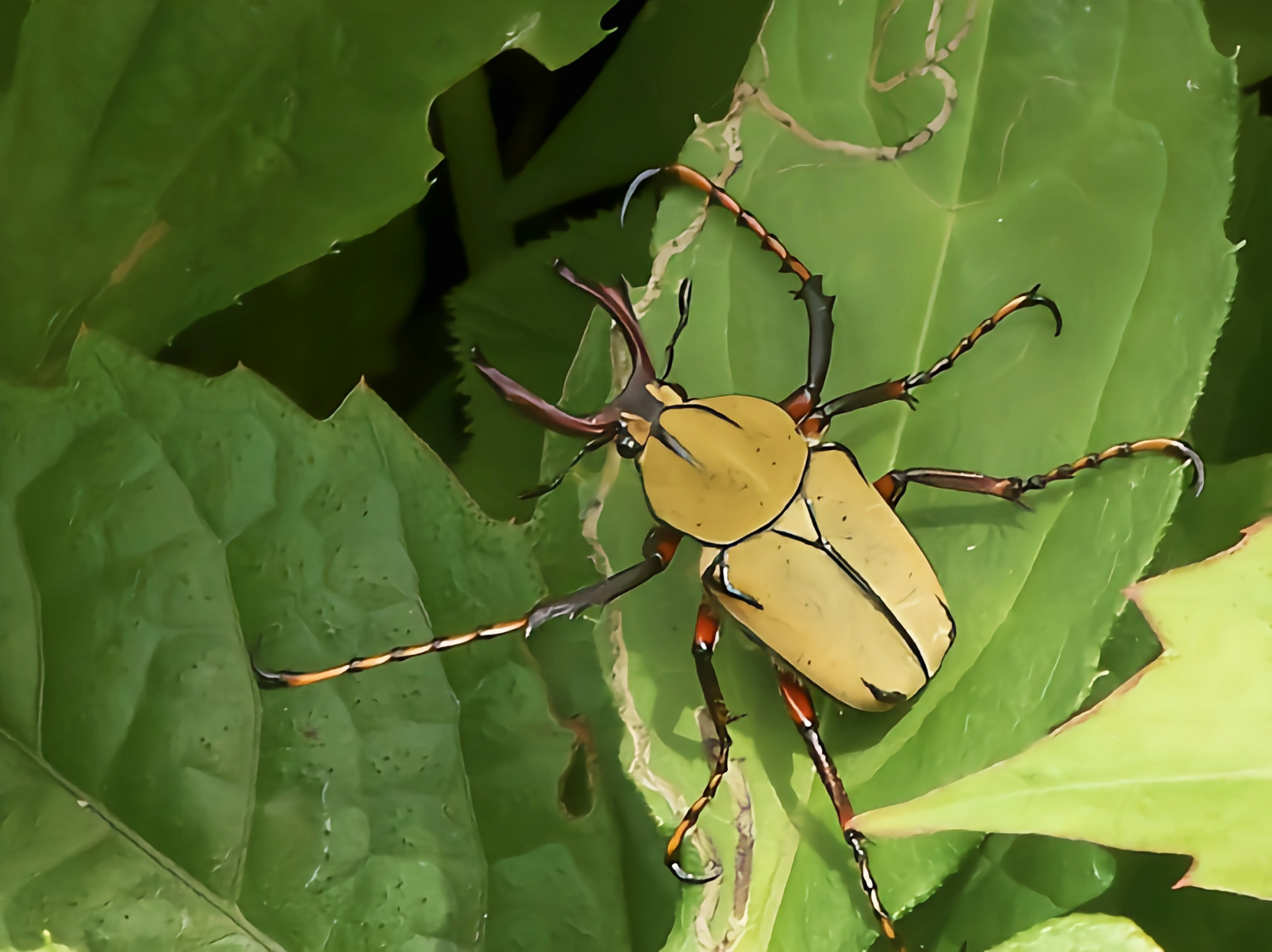成虫取食果梨,板栗,栋,松等果