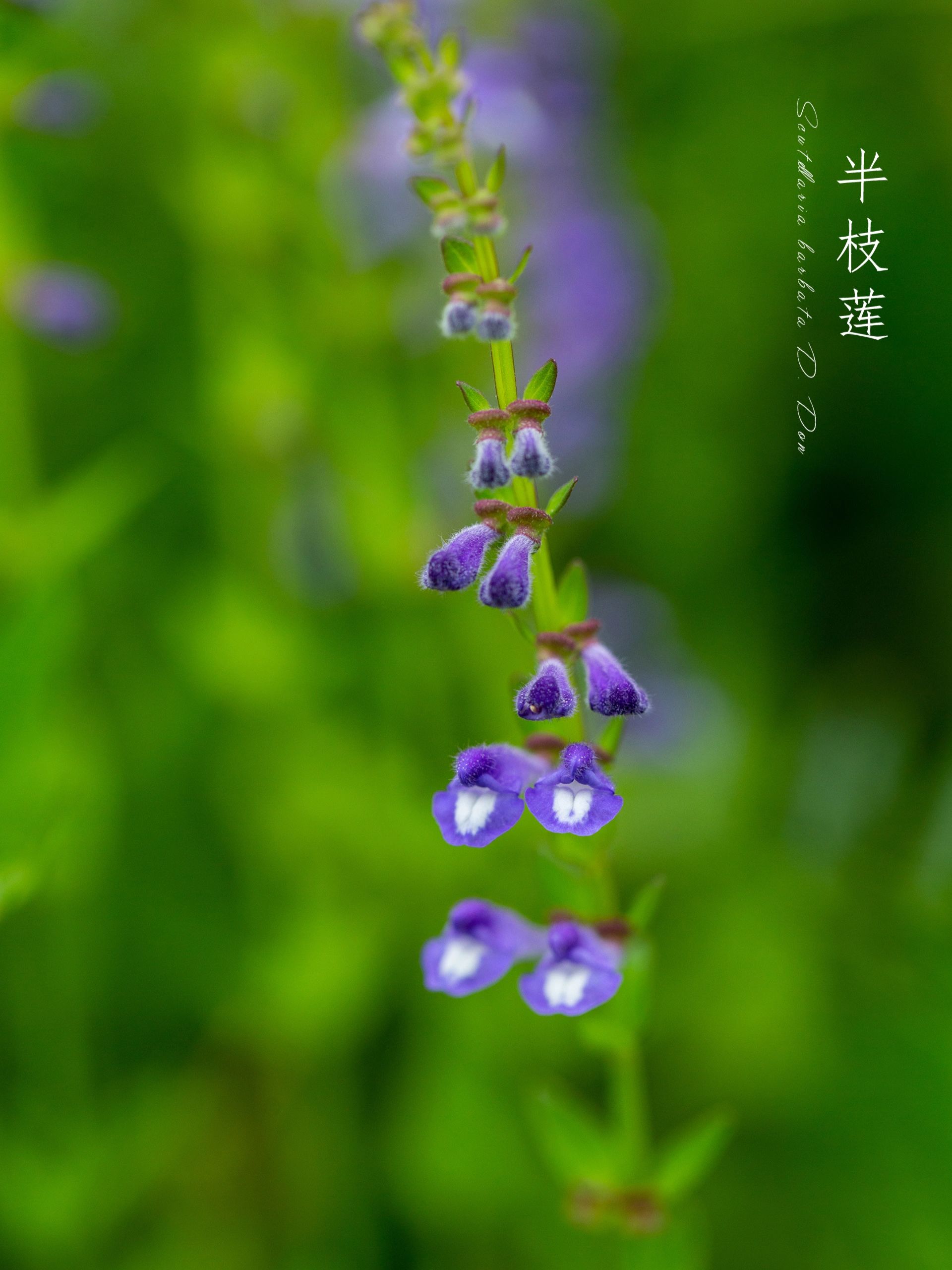 阔叶半枝莲花语图片