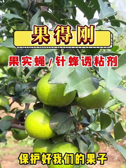 了解果实蝇,掌握防治技巧,减少落果损失!