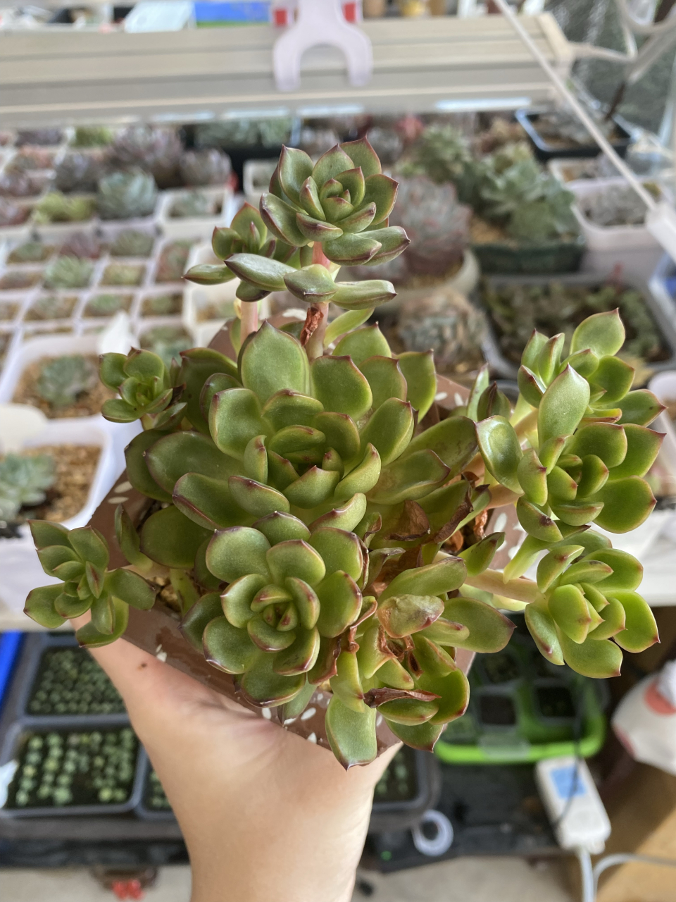 9米买的一颗单头保利安娜多肉,爆了一堆的侧芽,夏天挂遮阳网徒了不过