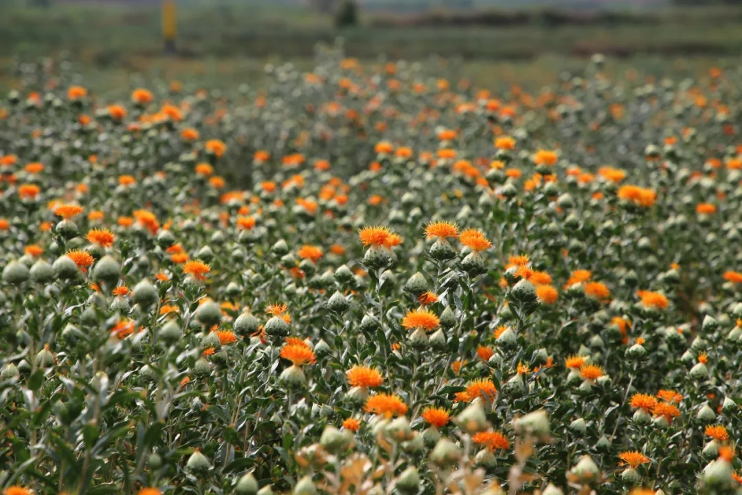 大理弥渡设立专家工作站,研发中药材种植,滇红花取得较好成果