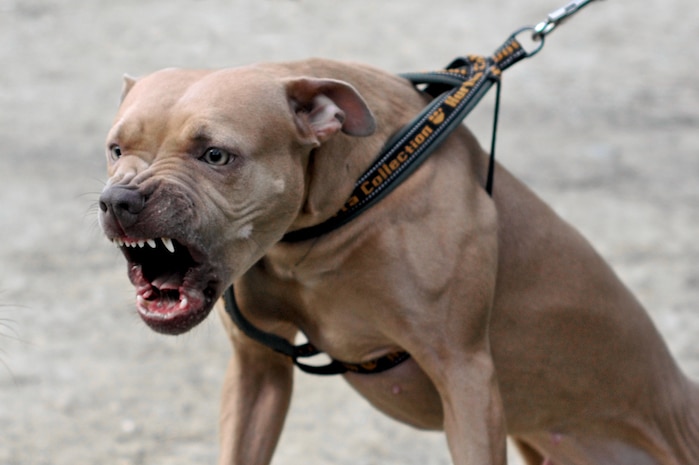 澳大利亚昆士兰州动物法拟议进行修改,狗咬人或将面临判刑