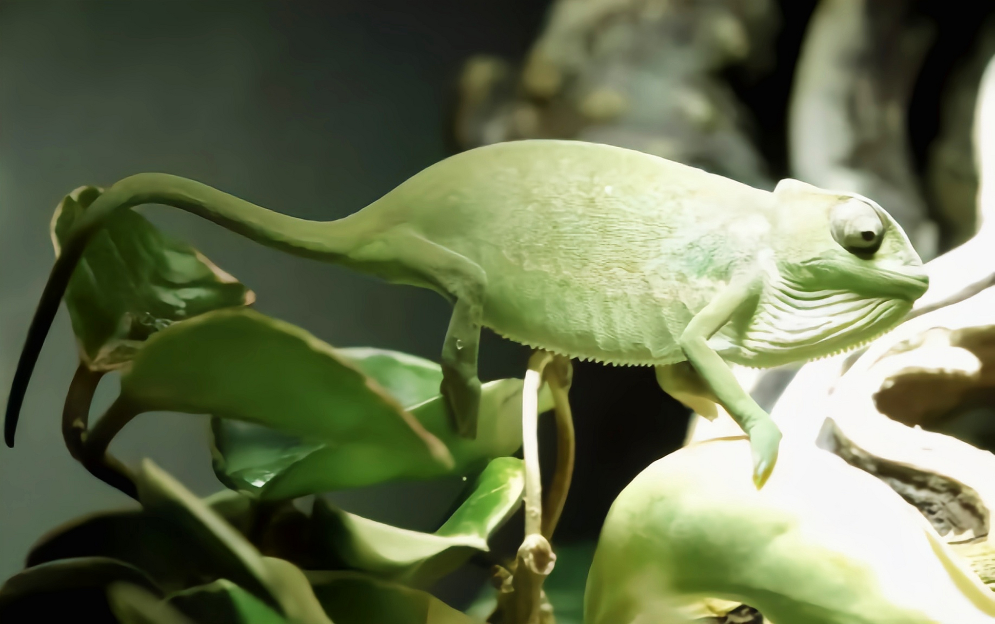 每天认识一种动物——细鳞变色龙 细鳞变色龙别名塞内加尔避役,生活在