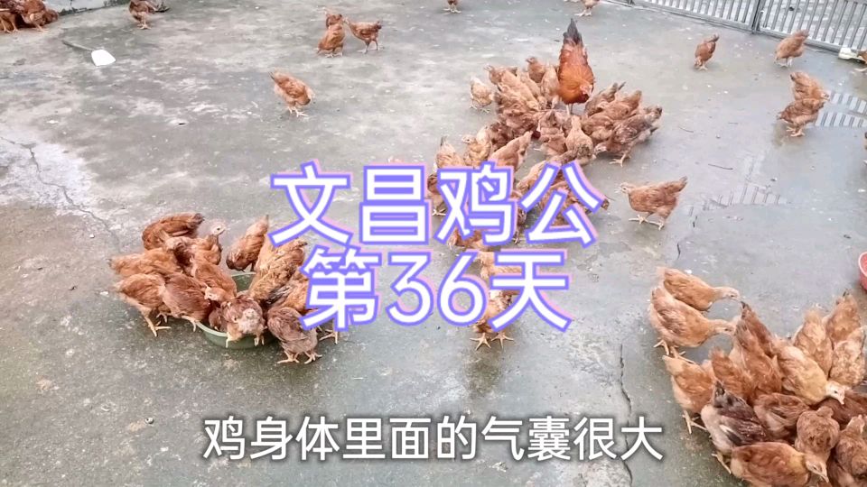 走路像鸭子的小鸡,挨了一刀之后立刻变得龙马精神!