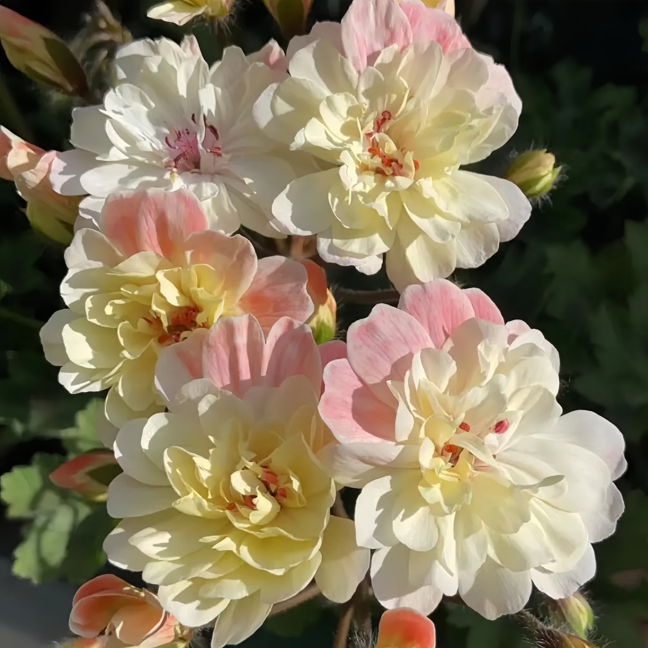 打算入手几棵兽系的天竺葵,听说现在价格很高啊,和普通品种的相比