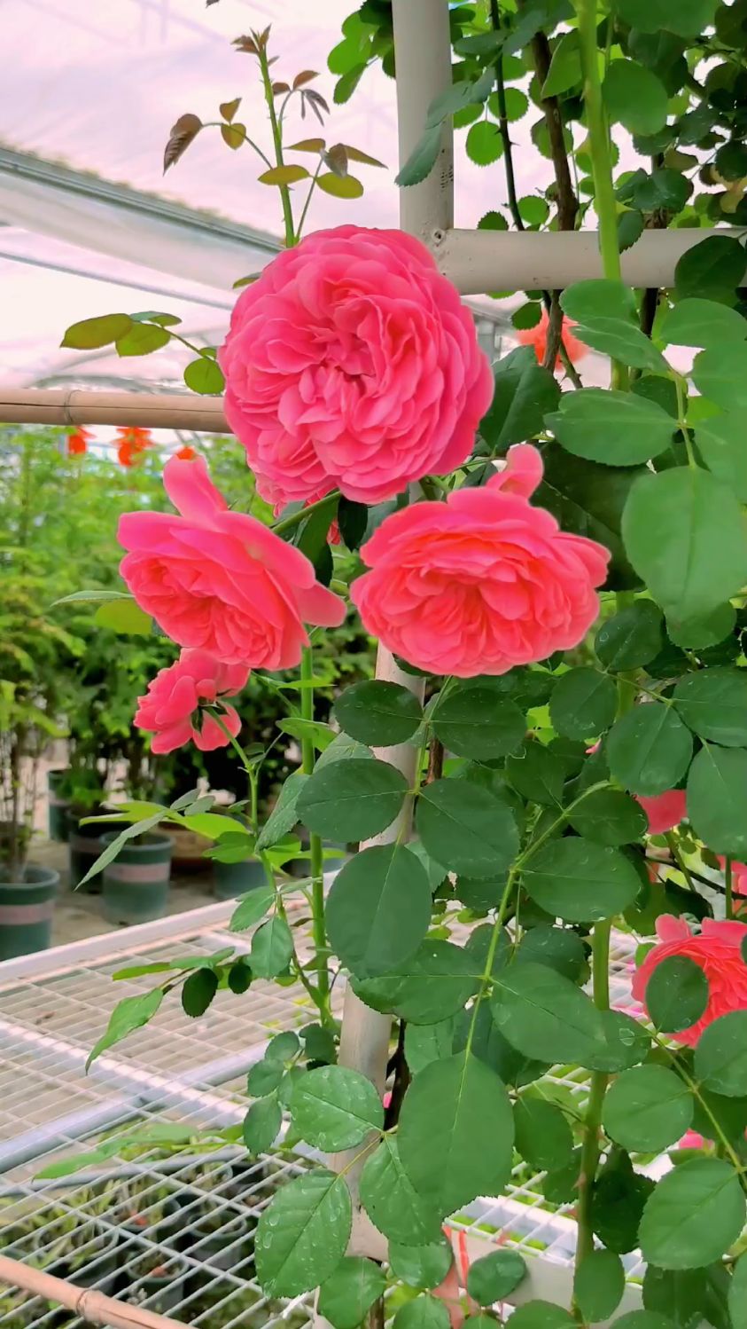 玫红色的蔷薇花长廊