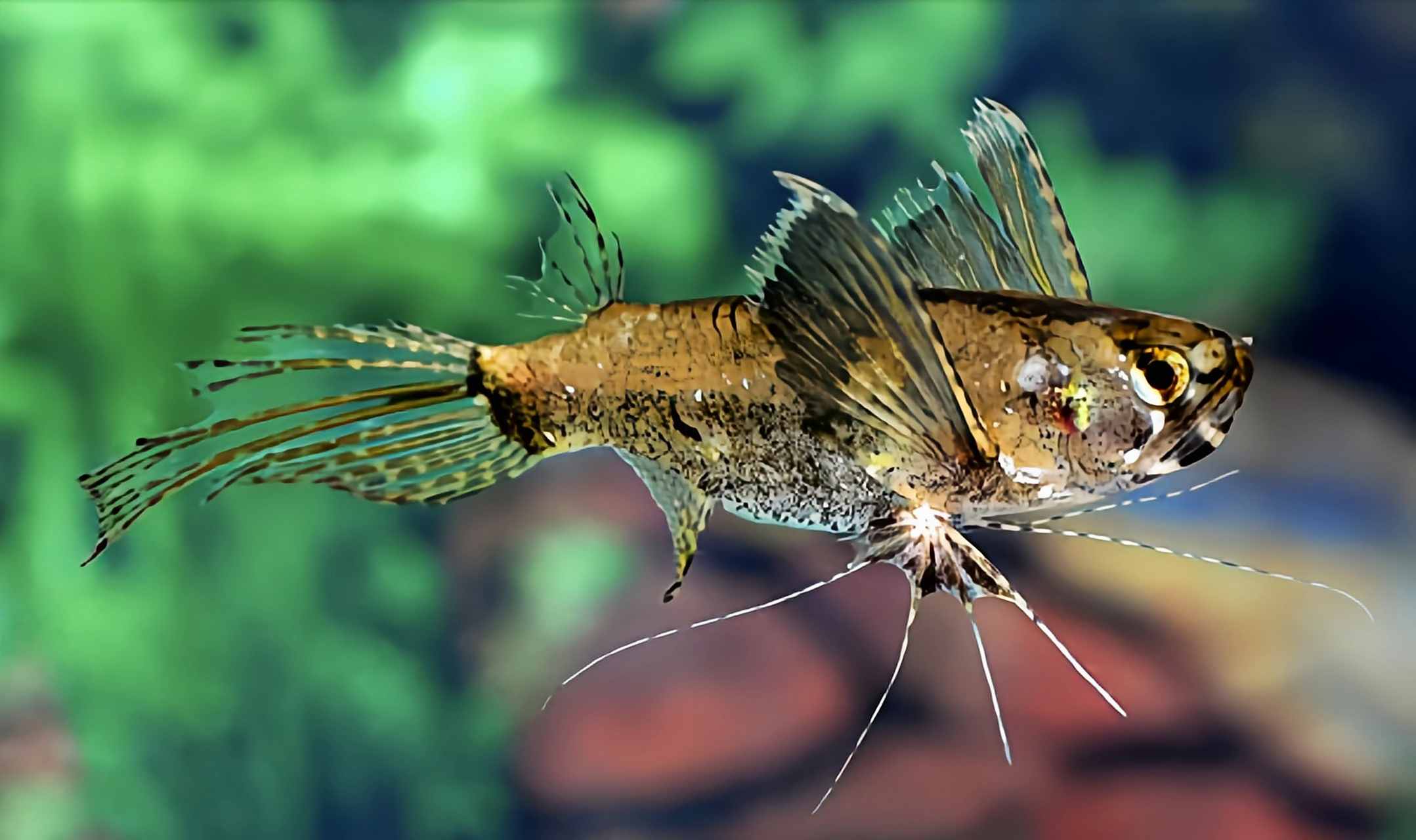 动物——古代蝴蝶鱼 古代蝴蝶鱼别名齿蝶鱼,飞蝶鱼,是齿蝶鱼科的独苗