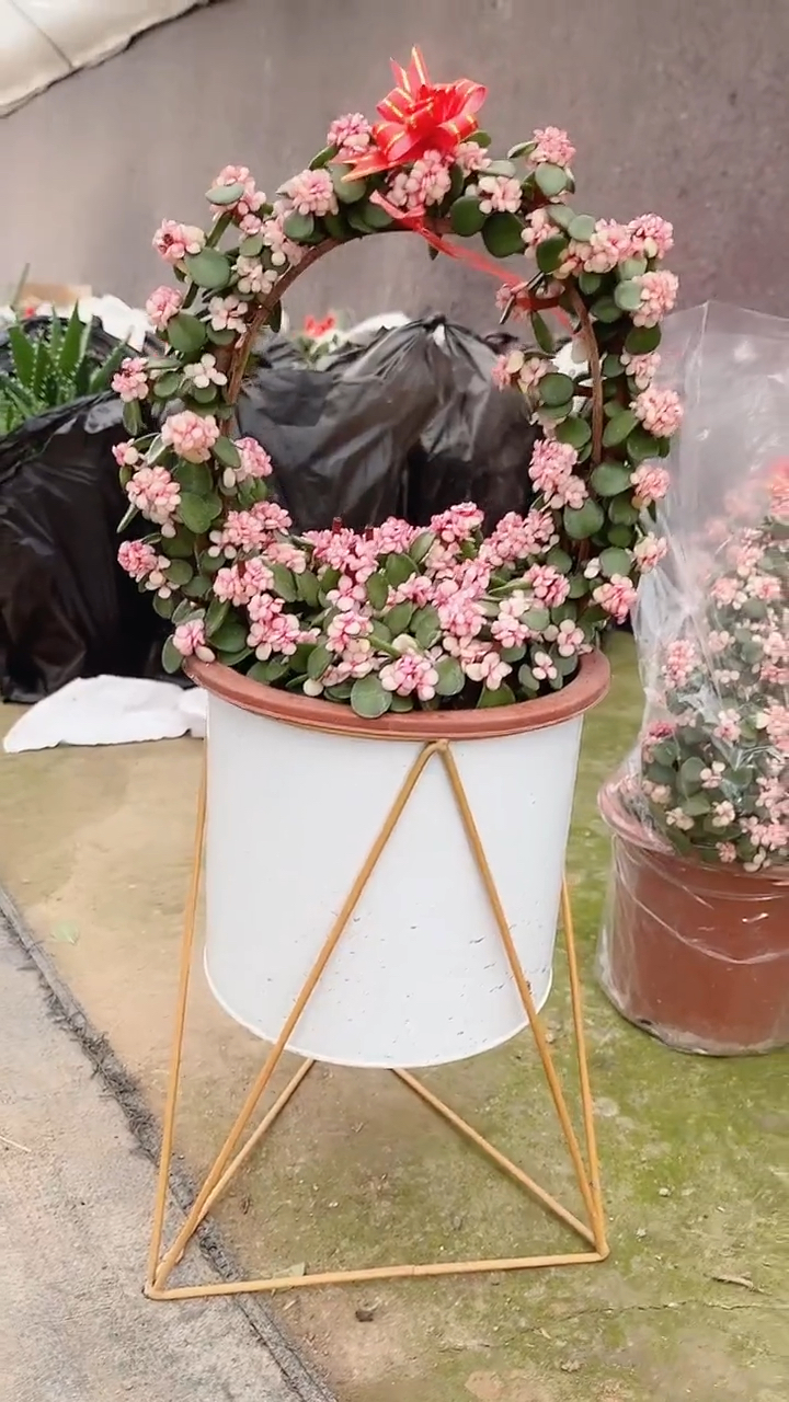 花篮造型金枝玉叶锦