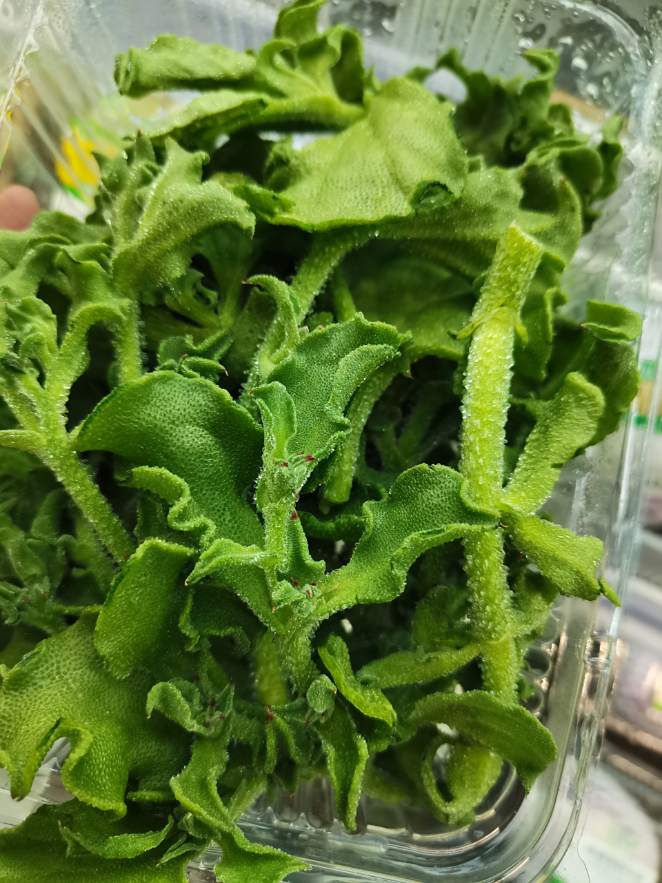 冰菜,高级菜?[色][色]